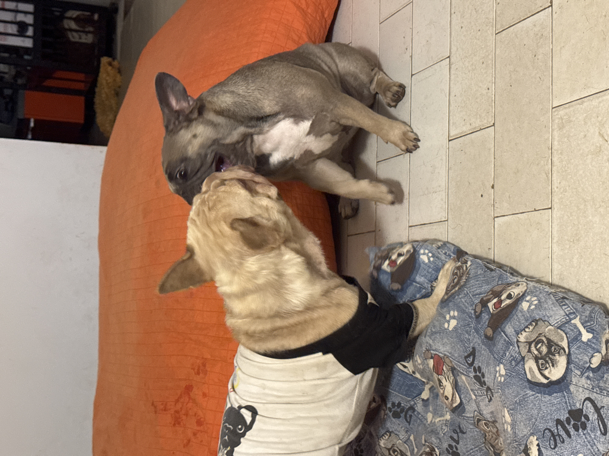 Two French Bulldogs are interacting indoors, positioned on a tiled floor. The dog on the left, a fawn-colored French Bulldog wearing a white t-shirt with a black neckline and sleeves, is leaning forward and appears to be sniffing or gently playing with the other dog. Its body is mostly obscured by the t-shirt, but its head and front paws are visible. The dog on the right, a gray and white French Bulldog, is seated on the floor and facing the fawn dog. It has its mouth open, as if barking or play-growling, and its head is turned towards the fawn dog. Its front legs are extended, and its hindquarters are resting on the floor.
Behind the dogs, a large, bright orange cushion or beanbag is visible, taking up the upper portion of the background. To the far right, out of focus, a dark shelving unit with some items on it can be seen, along with a glimpse of a brown furry object on the floor. In the foreground, beneath the fawn dog, is a blue dog bed with a pattern of cartoon dog faces and paw prints.
The lighting appears to be artificial, casting soft shadows. The overall environment suggests a domestic setting, likely a living room or playroom. The scene depicts a moment of playful interaction between two dogs. There is no information in the image to suggest a location in San Benedetto del Tronto, Italy.
