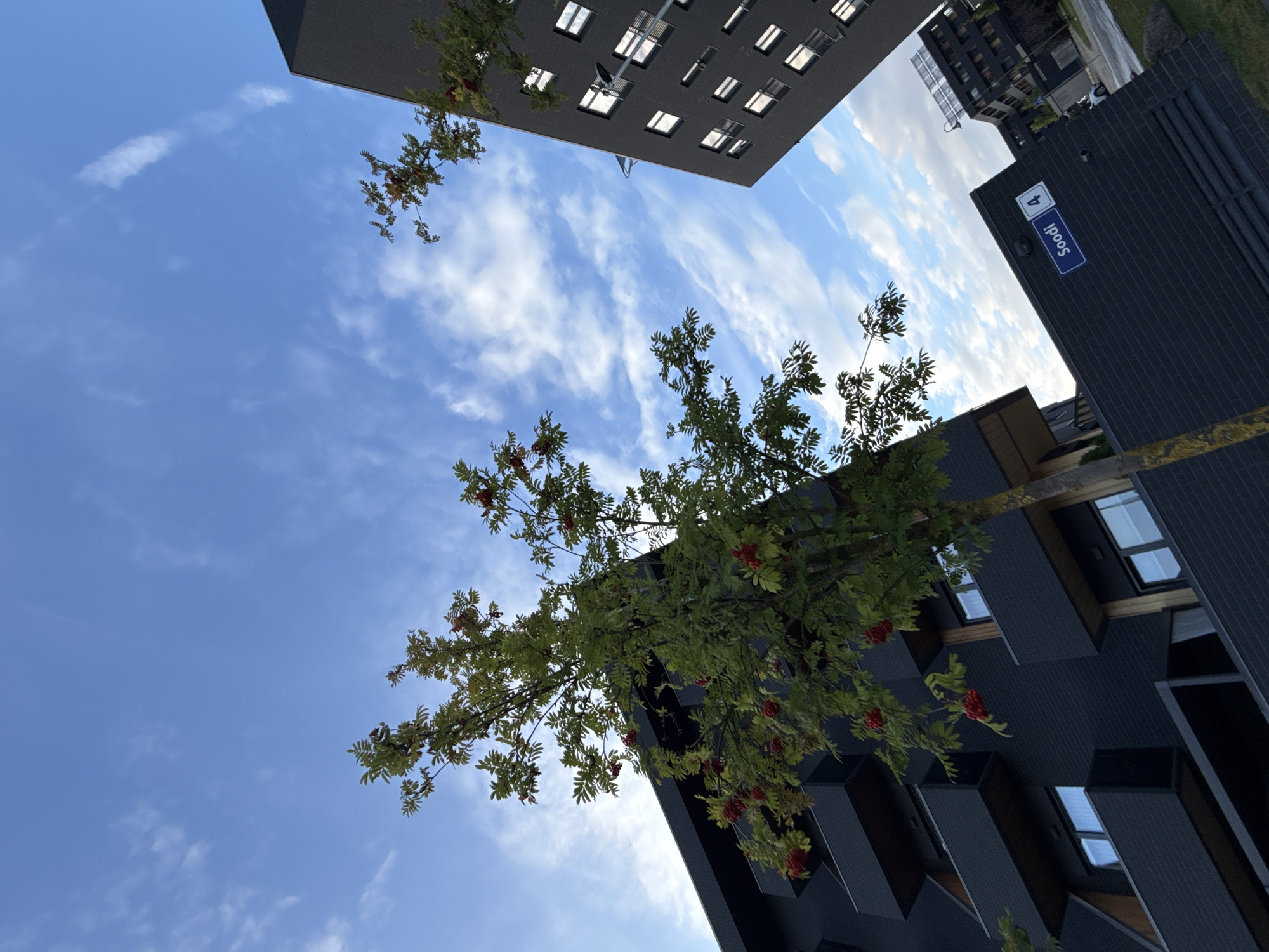 The image captures a view of modern apartment buildings in Tallinn, Estonia, specifically at Soodi 4. A rowan tree with red berries stands prominently in the foreground, its branches reaching towards the blue sky filled with scattered white clouds. The buildings are dark-colored, with clean lines and numerous windows. In the background, a white car is visible on a street. The perspective is angled upwards, emphasizing the architecture and the sky.