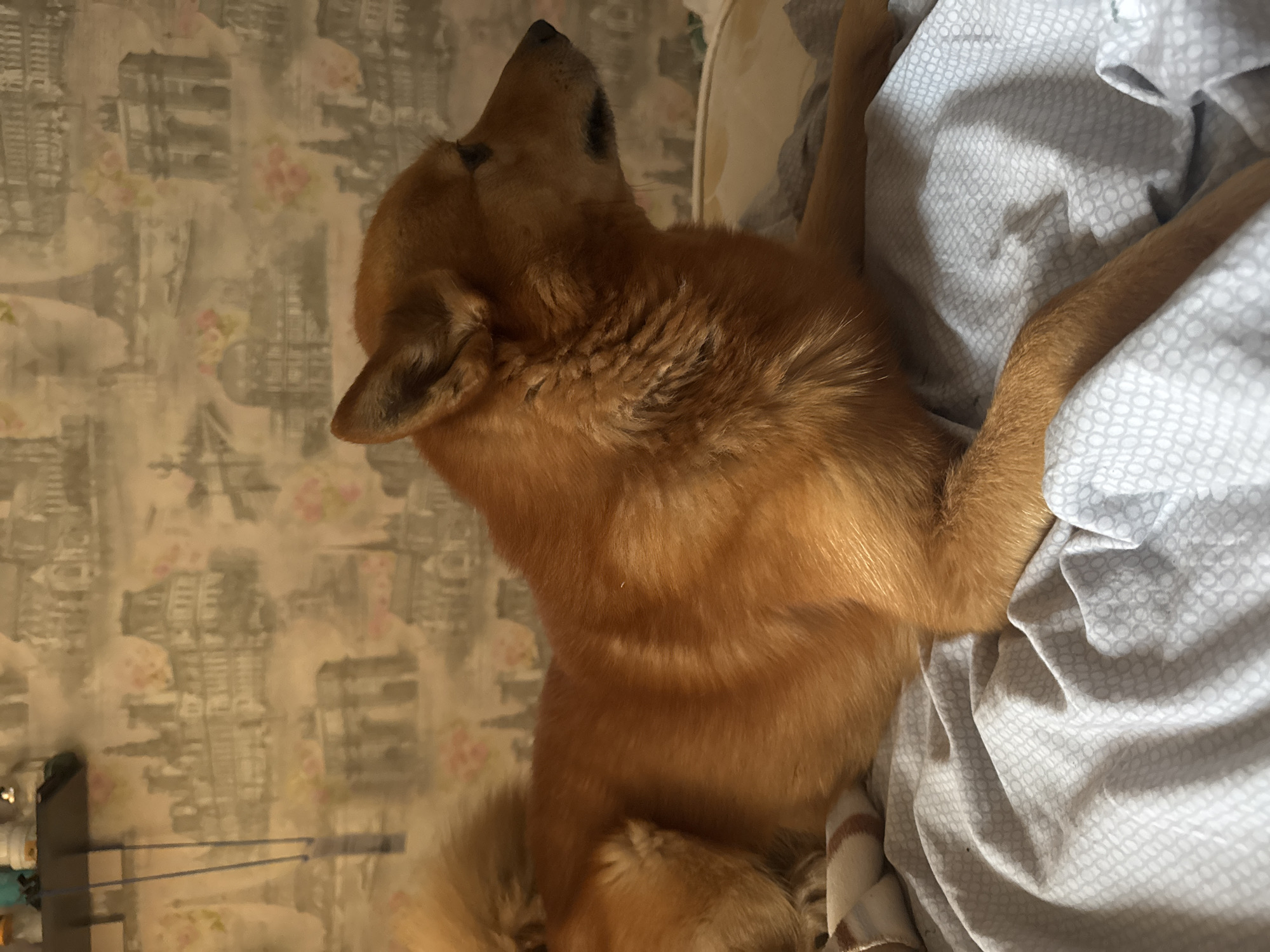 A medium-sized, light-brown dog is lying on a bed covered with patterned, light-grey and white bedding. The dog's head is facing upwards in the frame, its body angled diagonally. The background consists of a wallpaper with a muted, city-themed design, possibly inspired by city of Chaikovsky, Russia. A partial view of what appears to be furniture is visible in the lower-left corner of the image.