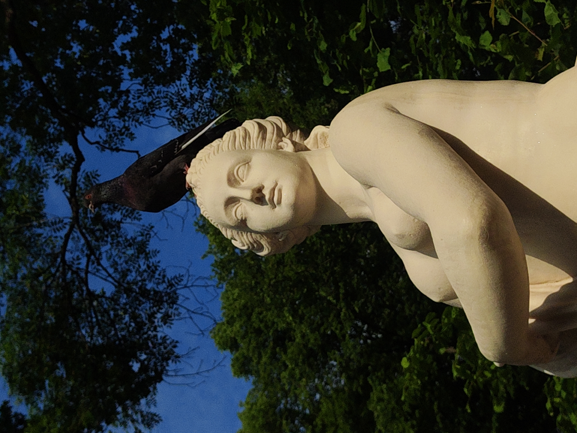 A pigeon perches on the shoulder of a classical statue, its dark feathers contrasting with the pale stone. The statue, depicting a reclining nude female figure, is partially visible, with focus on its head and torso. The figure's hair is styled in waves, and its eyes are downcast. The background is a lush canopy of green leaves against a bright blue sky, suggesting an outdoor setting during daytime. The lighting indicates it might be late afternoon, with soft shadows cast on the statue. The image has a tilted composition, adding a dynamic perspective to the scene. The overall impression is one of serene nature juxtaposed with classical art. The location is implied to be Saint Petersburg, Russia, a city known for its numerous parks and ornate statues. No text is visible in the image.