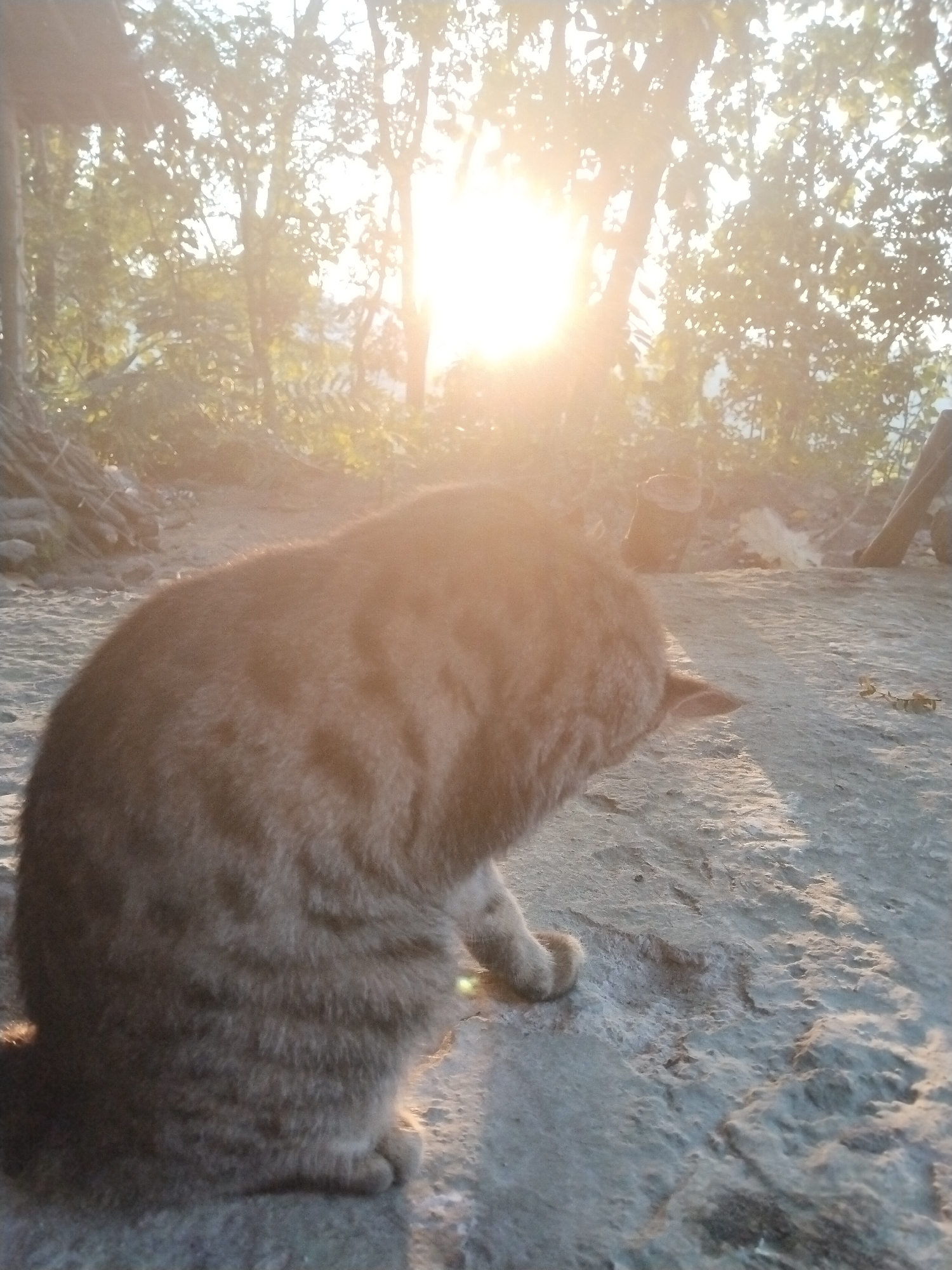 The image shows a cat in an outdoor setting with trees and sunlight in the background. The cat, gray and brown, is positioned on what appears to be a concrete or stone surface. The background includes trees and a bright, sunny sky, creating a warm and somewhat blurred effect. Other objects, such as wooden logs or structures, are also visible in the background. The location is Unknown, Unknown.