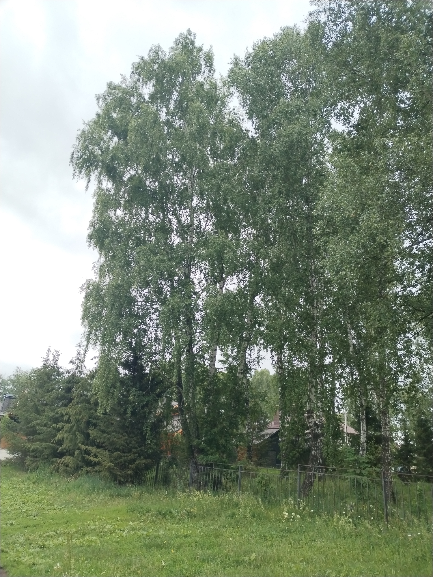 The image depicts a view of a rural area, likely a village or a dacha settlement, in the city of Акбердино, Russia. The foreground is dominated by a patch of green grass, with some sparse wildflowers. A dark metal fence runs horizontally across the mid-ground, separating the grassy area from the background. Behind the fence, several tall birch trees with white and black bark stand prominently, their green foliage creating a dense canopy. To the left of the birch trees, a line of evergreen trees, possibly fir or pine, are visible. In the background, glimpses of houses with reddish-brown roofs can be seen peeking through the trees, suggesting residential structures. The sky is overcast and appears bright white, indicating a cloudy or overcast day. There are no people or animals visible in the scene. The overall impression is one of a quiet, natural setting with signs of human habitation.