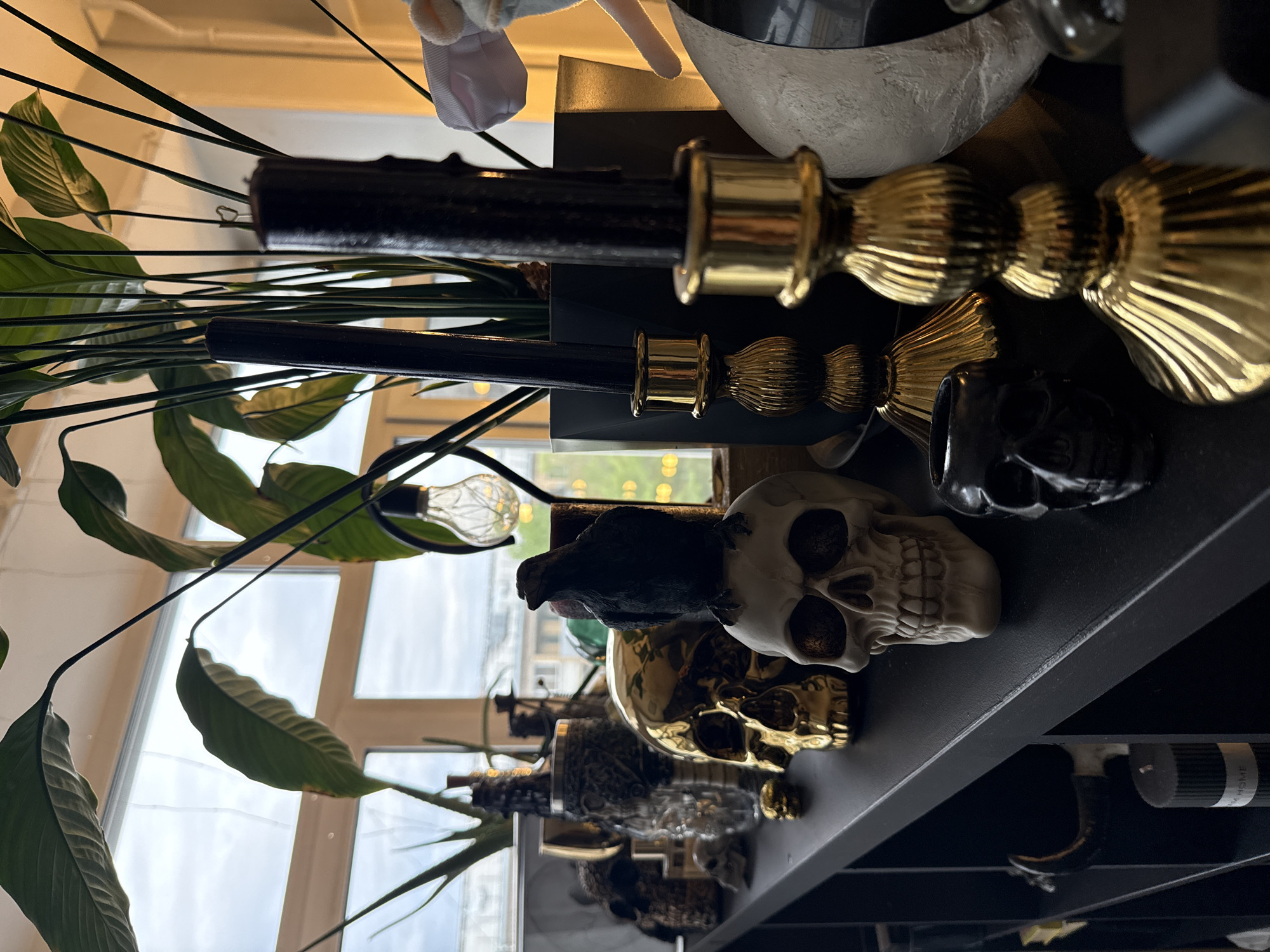 A shelf containing decorative objects is arranged with a focus on gothic and ornamental design, photographed at an unusual angle.
Objects present include:
- Multiple ornamental skulls, including versions in ivory, gold, and black.
- Several ornate gold-colored candlesticks.
- A decorative black crow perched on top of one skull.
- A light bulb suspended on a wire.
- A potted plant with prominent green leaves.
The shelf has a dark-colored surface and seems to be positioned in front of a window, allowing natural light to filter into the scene. Based on the buildings and sky visible through the window, the location is not discernible as Krasnoyarsk, Russia, and does not provide enough information for such determination.