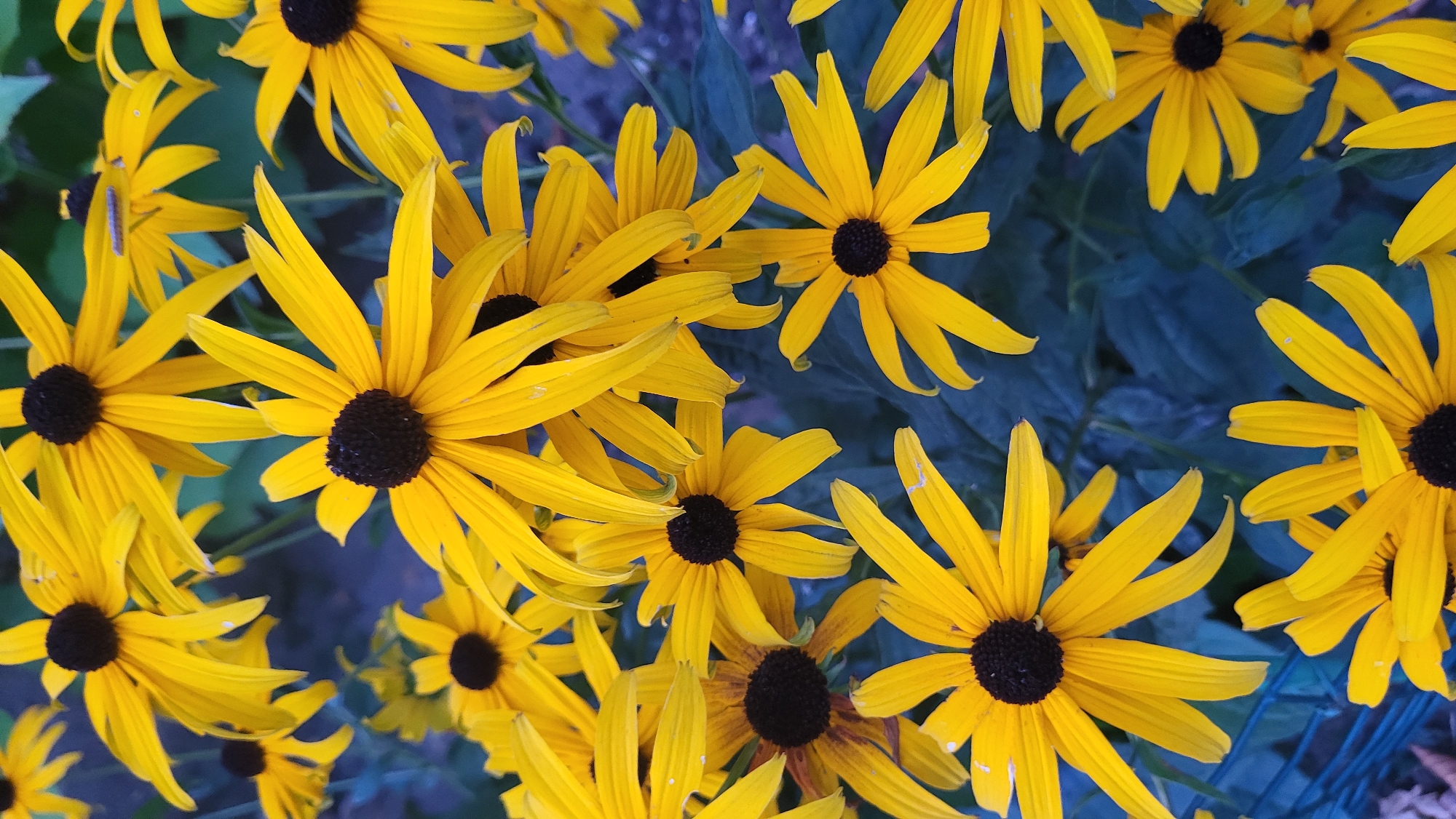 A close-up, vertical, high-angle shot features a dense cluster of yellow coneflower blossoms with dark centers, set against a backdrop of dark, out-of-focus foliage. The flowers are the primary subjects, filling the frame from top to bottom and side to side. Petals are a vibrant yellow, some slightly curled or bent, radiating outwards from the distinct, dark, circular centers. The lighting appears natural, highlighting the texture and form of the petals. The overall impression is one of abundance and the vivid color of a summer garden. There are no people, animals, or specific landmarks visible in this image that would allow for the identification of a precise location within the city of Prešov, Slovakia.