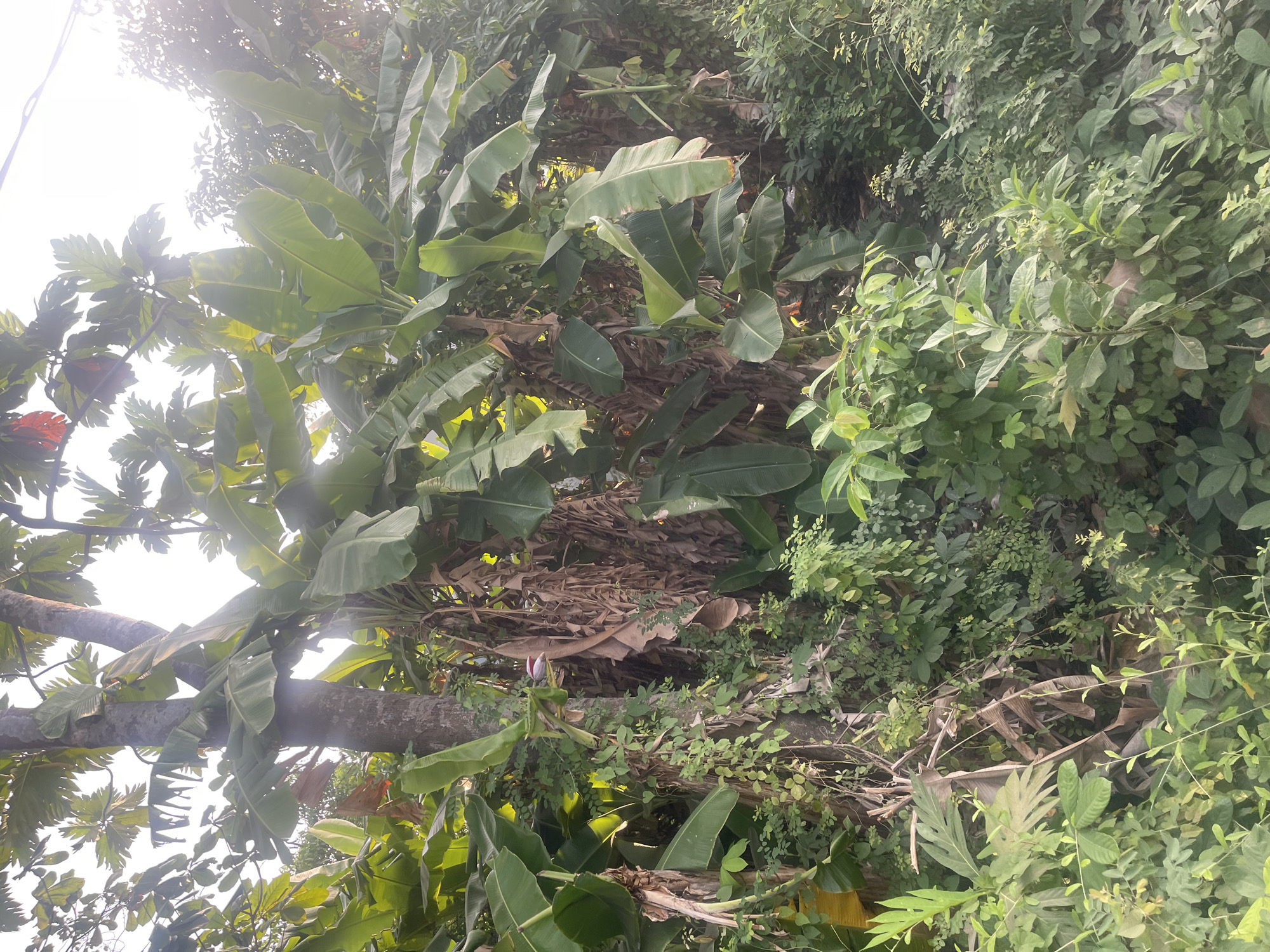 The image depicts a dense, tropical environment with numerous banana trees and other lush vegetation. In the center, a thick tree trunk is visible, partially obscured by large banana leaves and creeping vines. Some dried, brown banana leaves are also present, contrasting with the vibrant green of the living plants. The scene is illuminated by natural light, suggesting it was taken outdoors during the day. The overall impression is one of abundant plant life, characteristic of a warm, humid climate. The location is specified as Sugih Waras, Indonesia.