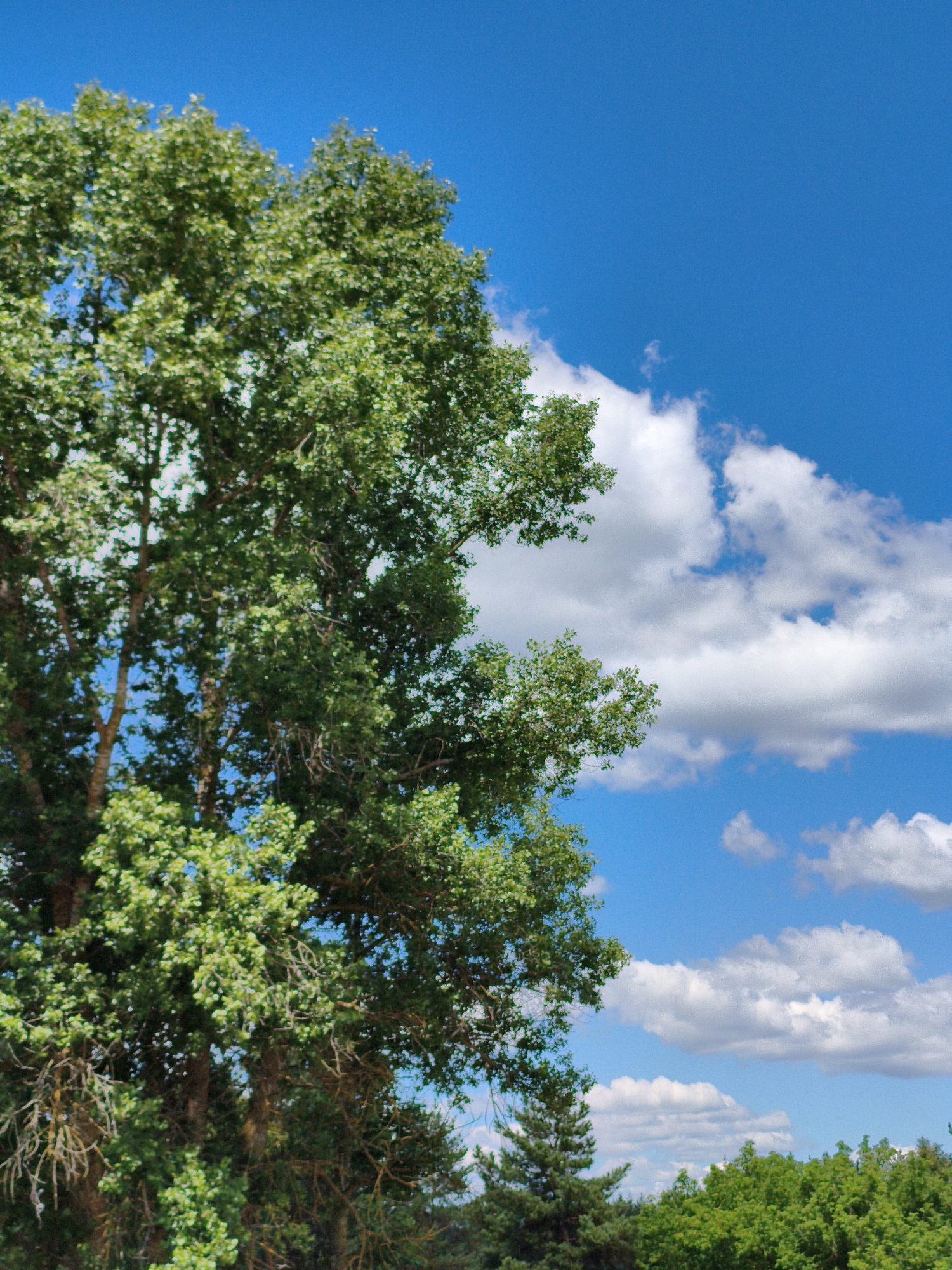 A tall deciduous tree with lush green foliage dominates the left side of the frame, its branches extending towards the bright blue sky. Scattered white clouds drift across the sky, creating a dynamic backdrop. The lower portion of the image reveals a dense line of green trees and foliage, suggesting a natural or park-like setting. The scene appears to be captured in Matiashivka, Ukraine, on a clear, sunny day. There are no people or visible human activity in the image. The focus is on the natural elements of the landscape.