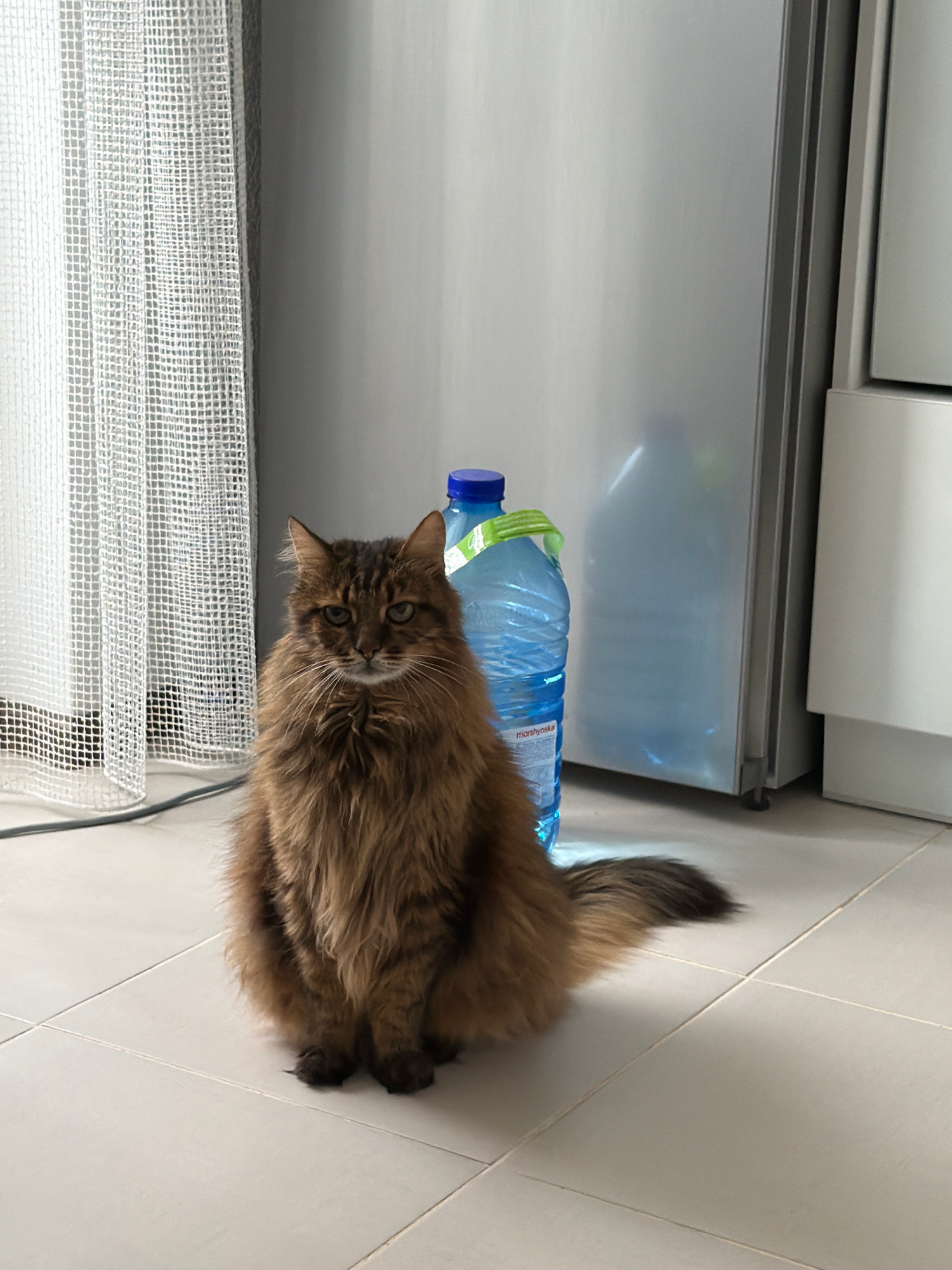 A long-haired brown cat is sitting on a tiled floor in front of a refrigerator. To the left of the cat is a white patterned curtain. To the right of the cat and in front of the refrigerator is a large blue plastic bottle of water. The cat is facing forward and appears to be looking at the camera. The floor is made of light-colored square tiles. The refrigerator is a large, silver appliance. The curtain is sheer and lets light through. The overall environment appears to be an indoor residential space. There is no discernible indication of a specific location within Kyiv, Ukraine.