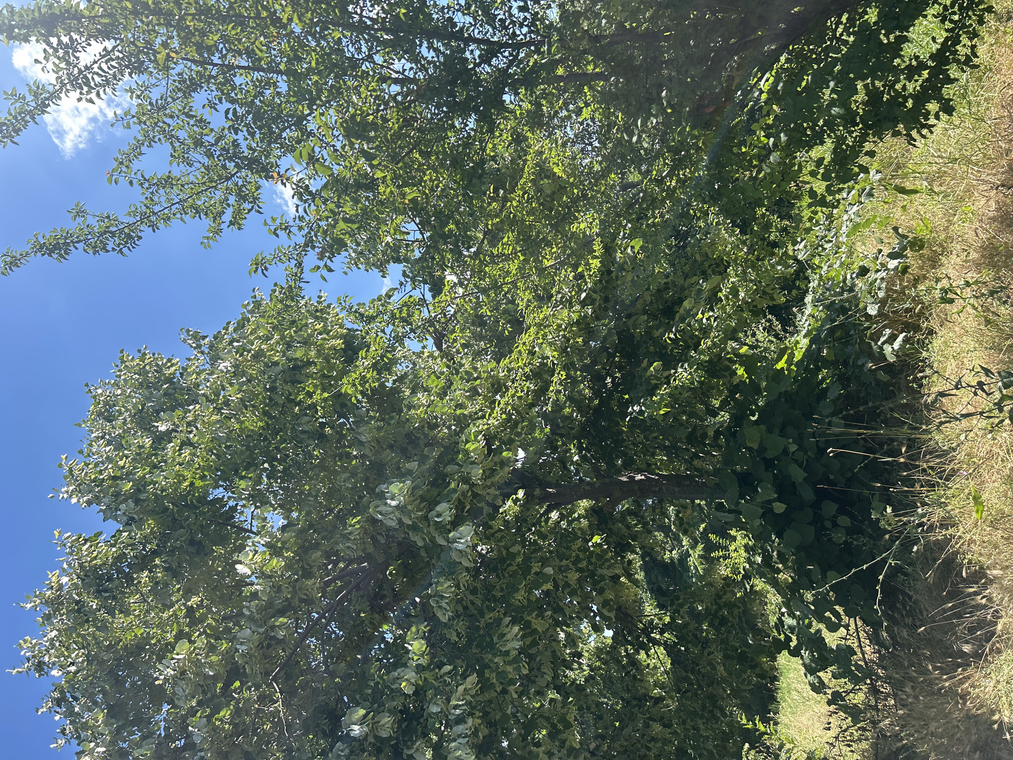 This is a vertical, eye-level, medium-shot photograph of lush green trees under a bright blue sky. The leaves of the trees are dense and varied in shade, with sunlight filtering through them, creating dappled light and shadows. Some of the leaves appear lighter, almost silvery, as if catching the light differently.
The scene depicts a natural outdoor setting, likely a park, garden, or forest edge. The lower right portion of the image shows dry, tall grass and some sparse vegetation, suggesting a transition from a more cultivated area to a wilder one, or perhaps the edge of a meadow. The vibrant green of the leaves contrasts with the dry, golden hues of the grass.
The activity is static; the trees are simply present in their natural environment. There are no people or discernible objects in the frame, drawing the viewer's attention entirely to the organic elements of the scene.
The bright blue sky and clear sunlight suggest it is daytime, likely a sunny and warm day. The presence of dense foliage indicates it is probably springtime or summer. The lushness of the leaves implies a good growing season. There are no visible signs of human text or markings within the image. The overall mood is serene and natural, evoking a sense of peaceful immersion in nature. The location context of Varna, Bulgaria, hints at a Mediterranean or Eastern European climate, consistent with the observed vegetation.