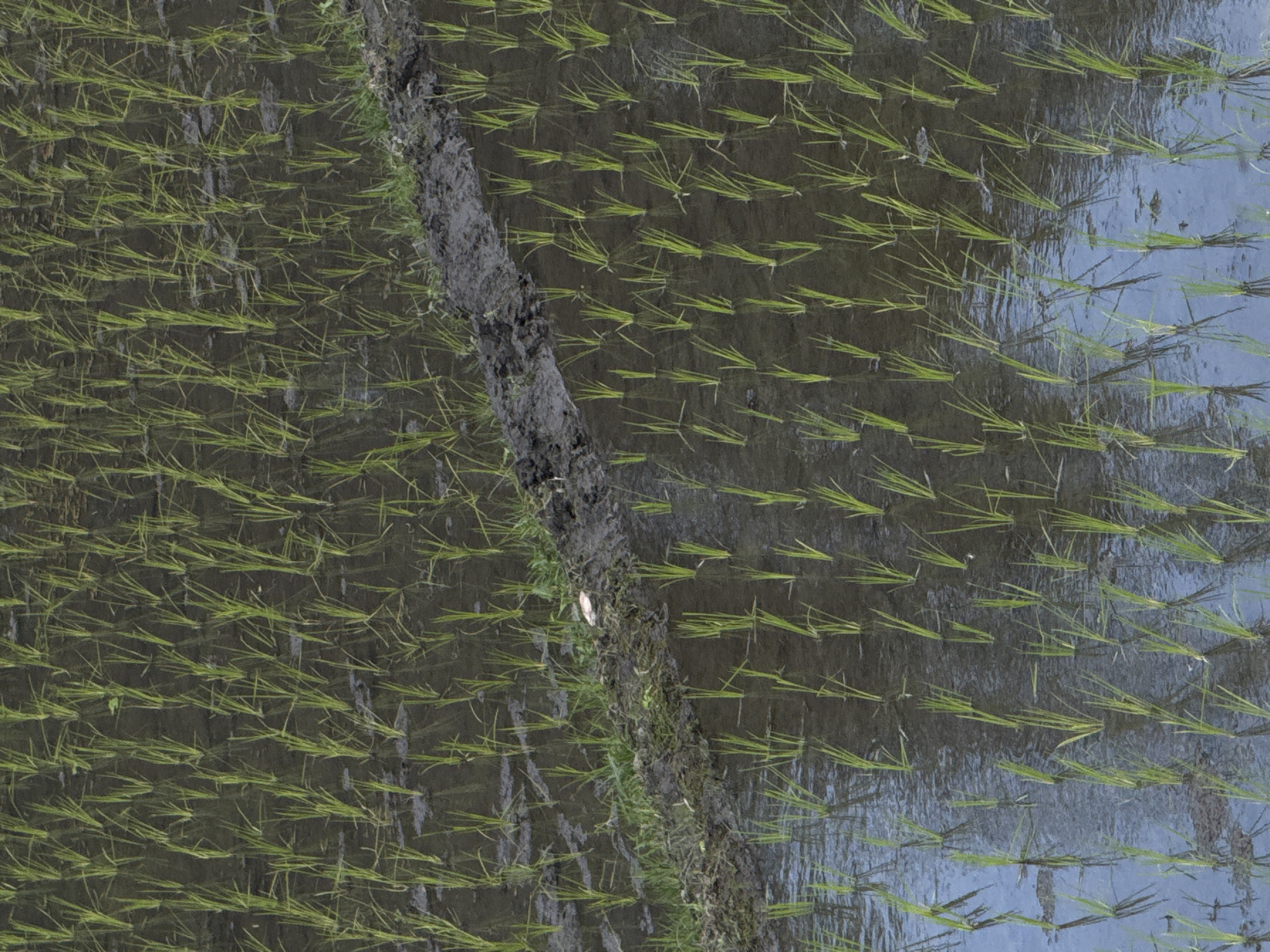 The image shows a close-up, overhead view of a flooded rice paddy field. Young rice seedlings, characterized by their bright green, slender stalks, are planted in neat rows within the dark, muddy water. The water reflects the sky and the surrounding environment, creating a shimmering, textured surface. A raised, muddy embankment, partially covered with sparse grass, divides a section of the paddy. The overall scene depicts agricultural land in its early stages of cultivation, with the focus on the uniform planting of the rice crops. The location is described as Unknown, Unknown.