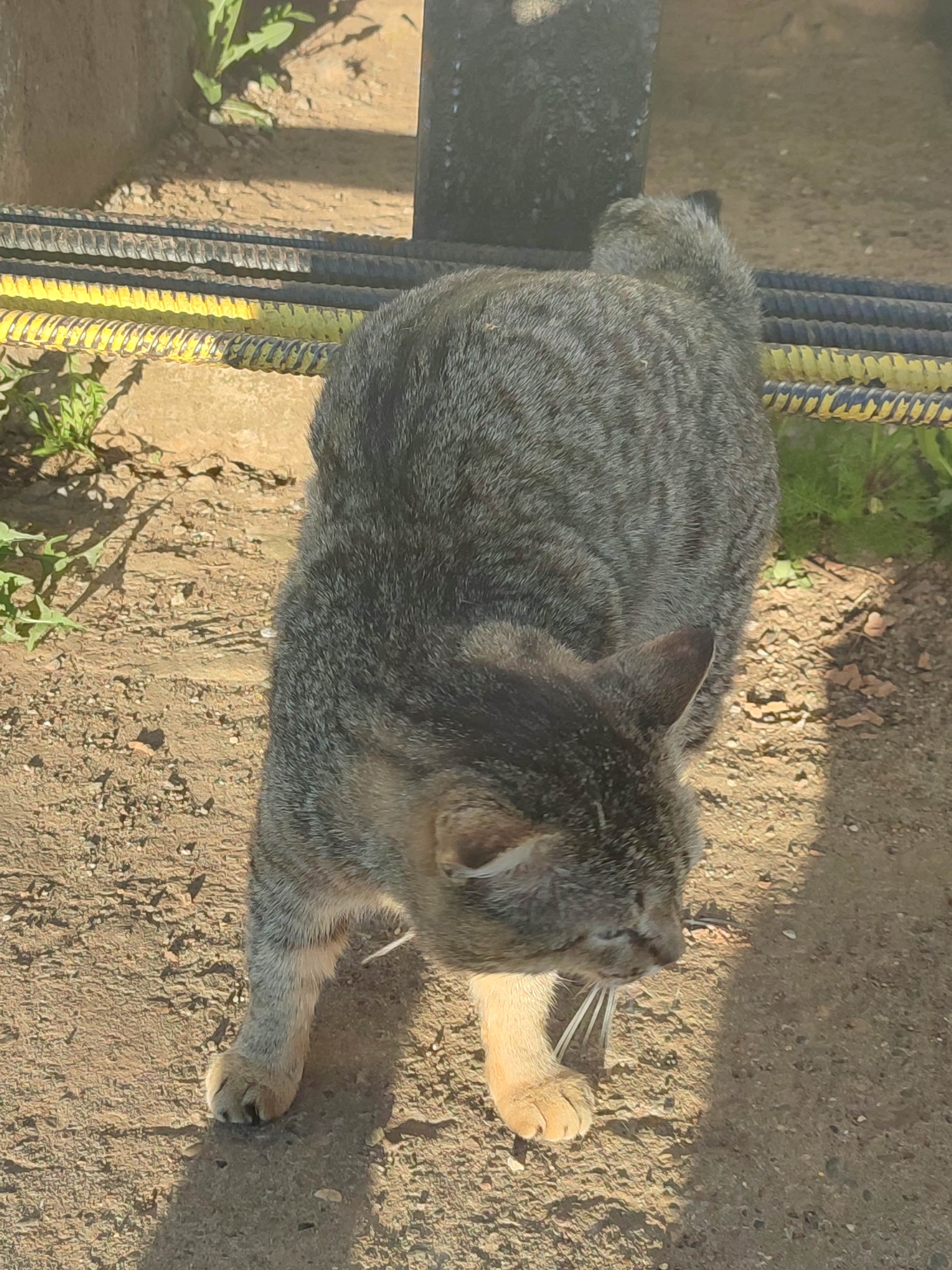 A gray and brown tabby cat stands on a dirt surface, appearing to walk towards the viewer. In the background, a black metal bar and a series of yellow and black reinforced rods are visible, suggesting a construction or industrial setting. Patches of green foliage grow between the ground and these structures.