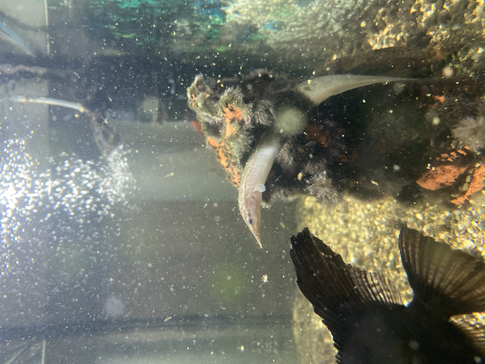 An aquarium scene features two fish and a rock decoration. A light-colored, elongated fish with a pointed snout is swimming horizontally, its head pointing left. A dark-colored fish, mostly out of frame on the left, has large fins. A dark, textured rock formation with orange and green patches is positioned in the center of the aquarium. Bubbles are rising from the top left of the tank. The substrate appears to be gravel. The image was taken in an unknown location.