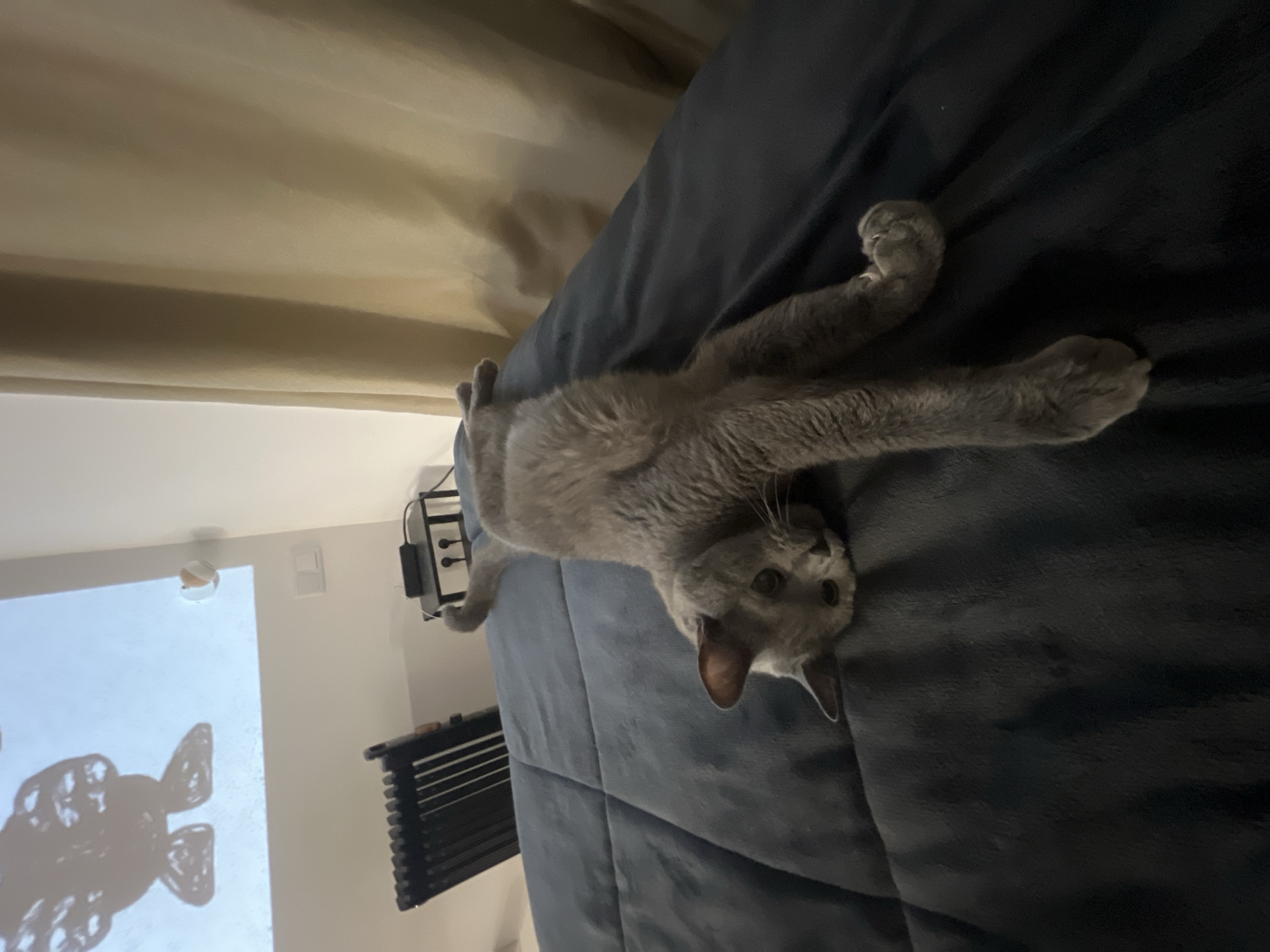 A gray cat is lying on a dark blue, plush bed, stretching its front paws outward. The cat faces the viewer with its head near the bottom of the frame. The background includes a beige curtain at the top, a white wall on the left with a shadow, and some black objects near the left edge of the bed. There's no indication the image was taken in Barcelona, Spain.