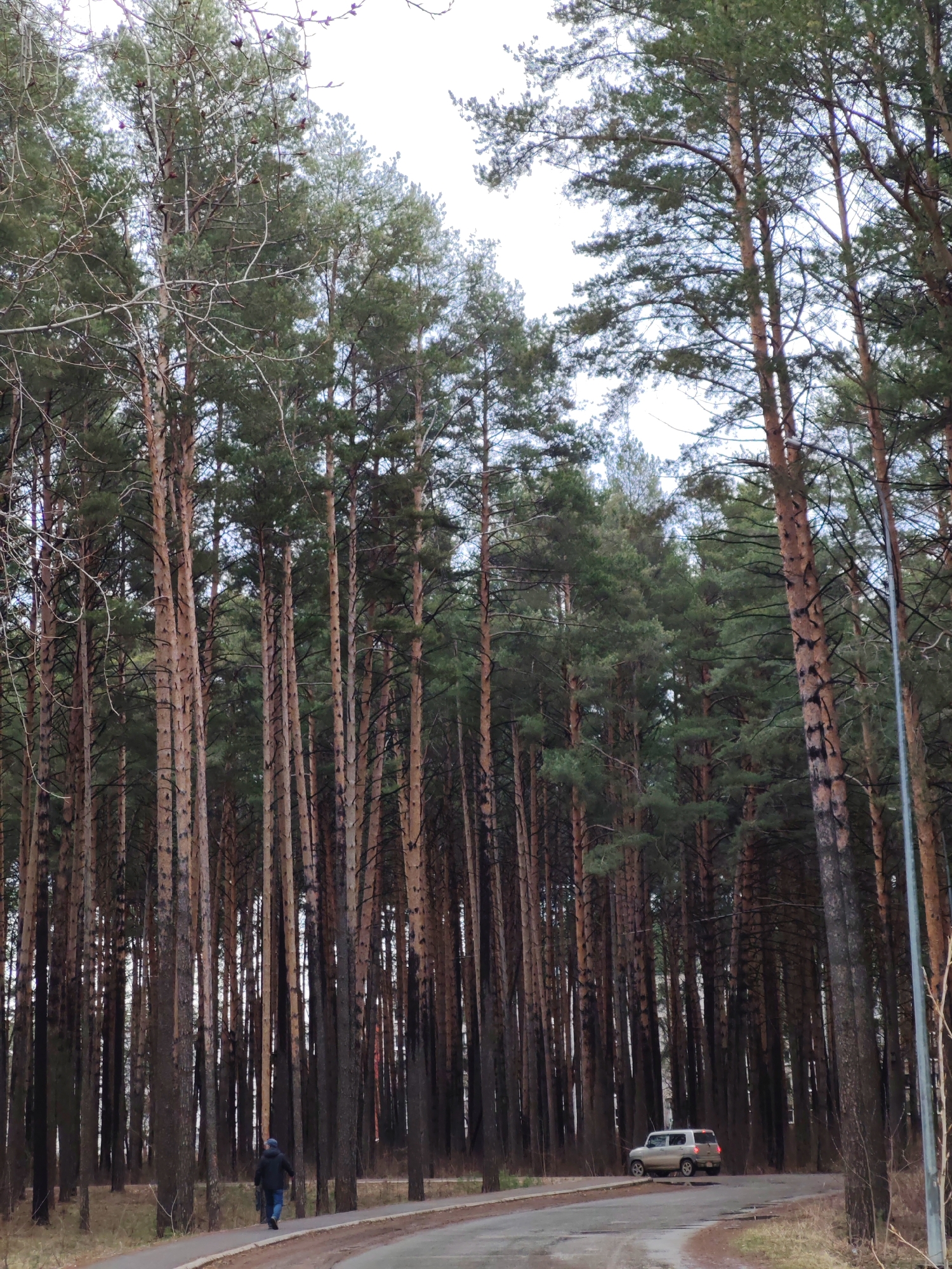 The image presents a serene landscape dominated by a dense pine forest in Chaikovsky, Russia, under an overcast sky. Numerous tall, slender pine trees with characteristic reddish-brown and darker bark stand closely together, their trunks reaching high towards the bright, diffused light. The green pine needles form a thick canopy overhead, with some bare branches visible lower on individual trees and in the immediate foreground.
A paved road or path, showing signs of use and minor imperfections, curves through the lower half of the scene. On the left side of this path, a single person is depicted walking away from the viewer, clad in a dark jacket, blue jeans, and a blue cap. Further along the road on the right, a light-colored compact SUV or crossover vehicle is visible, also facing away. A tall, thin grey pole, likely a lamppost or utility pole, stands vertically on the far right edge of the frame, near the car. The ground is covered with dry grass and patches of earth.
The scene conveys a quiet, natural environment, possibly a park or a forest road. The overcast weather suggests a cool or mild day, with no harsh shadows. No text is visible in the image.