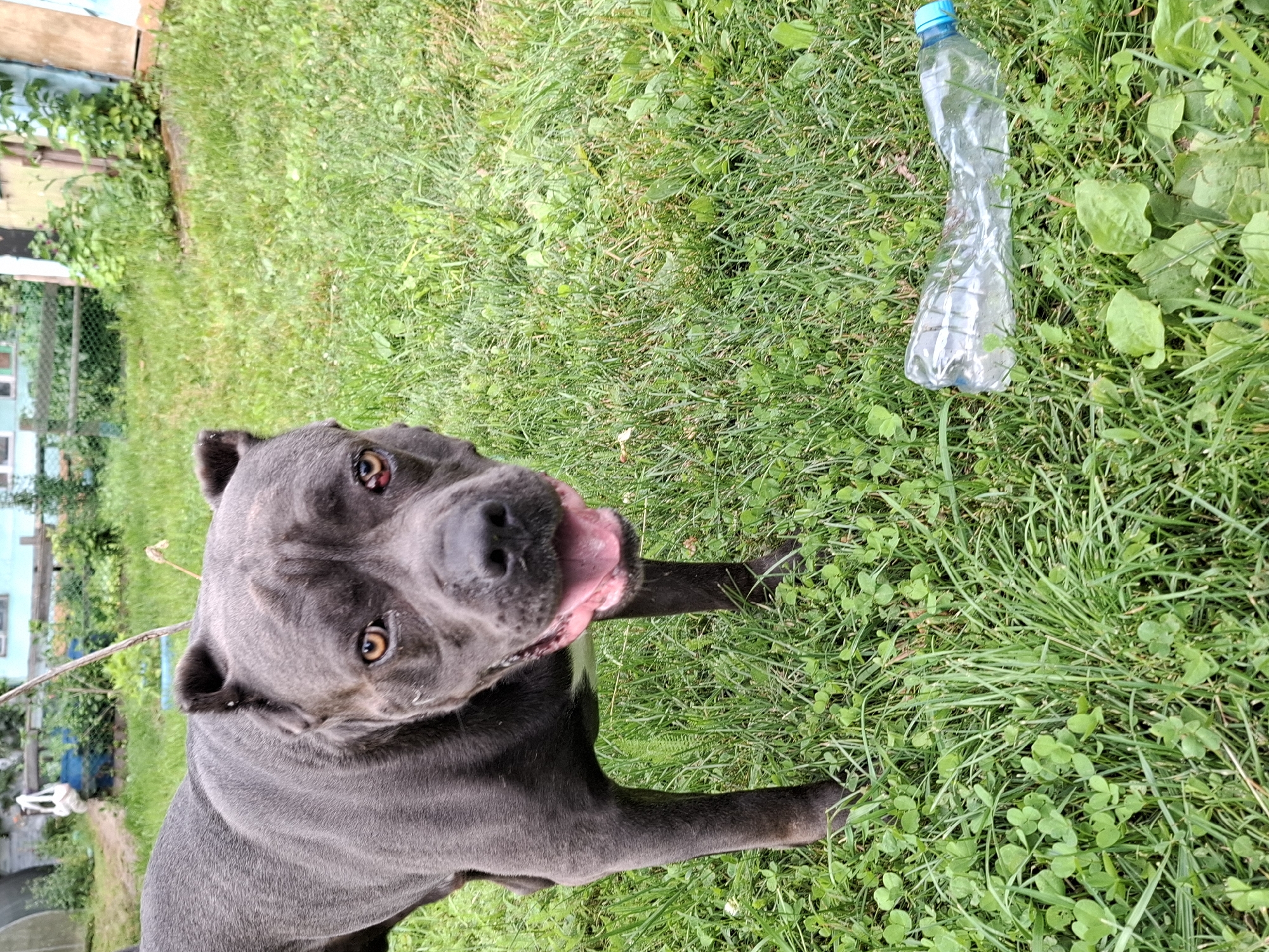 A dark gray pit bull dog is lying on green grass with its head tilted upwards and tongue slightly out. The dog's eyes are wide and expressive, with one appearing to have a red tint. Behind the dog, a crushed plastic water bottle with a blue cap lies on the grass. In the background, there is a fence and some foliage, as well as a light blue building with windows and some wooden structures. The scene appears to be outdoors on a sunny day. The dog's expression could be interpreted as curious or playful.