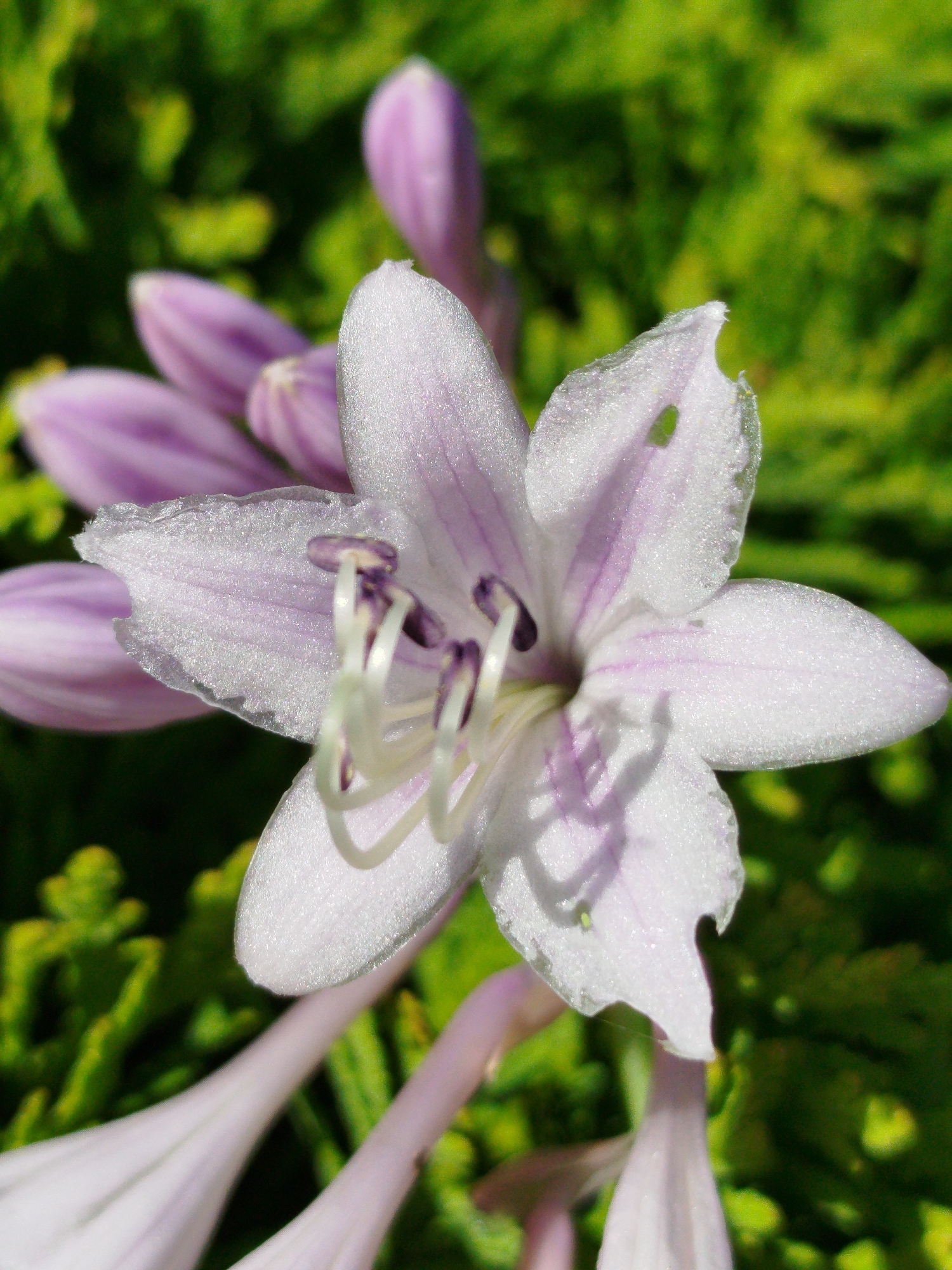 A close-up, macro photograph showcases a delicate, pale lilac hosta flower in bloom against a softly blurred green background. The flower, positioned centrally, exhibits translucent petals with subtle purple veining and a slightly ruffled edge. The stamen, with its white filaments and purple anthers, is prominently displayed within the bloom. Several unopened hosta buds, elongated and pale lilac, are visible behind the main flower, some pointing upwards and others angled downwards. The surrounding foliage is a vibrant, out-of-focus green, suggesting a garden setting. The lighting is bright, creating highlights on the petals and casting a gentle shadow. The image appears to be taken outdoors in a natural environment, possibly a garden or park in Чкаловское Снт, Russia, given the flora and the clear, sunny conditions. There are no people or animals present in the frame.