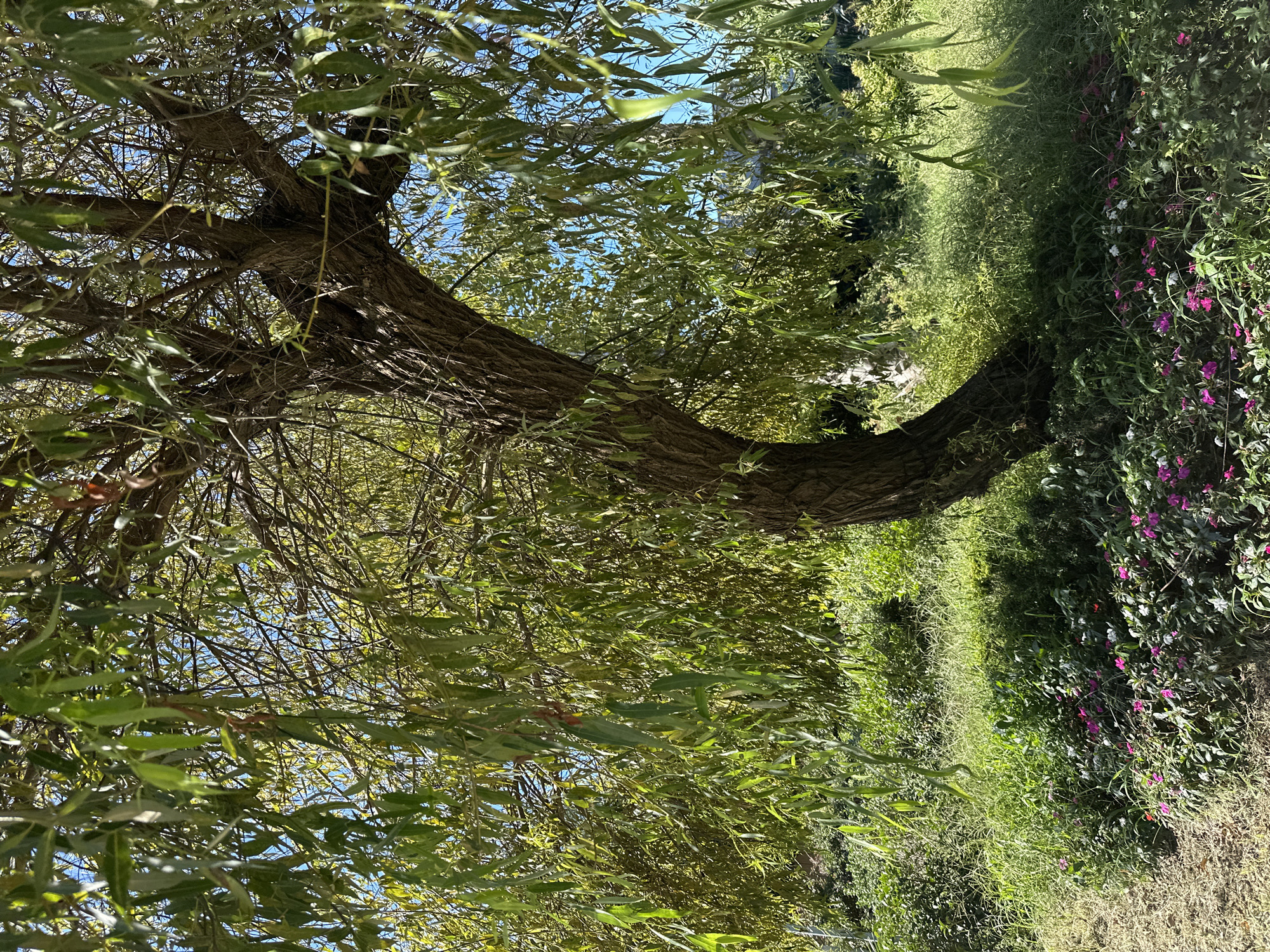 A weeping willow tree with a thick, gnarled trunk dominates the center of the frame. Its branches, laden with long, slender green leaves, droop downwards, creating a curtain-like effect. Sunlight filters through the foliage, casting dappled shadows on the ground below. The base of the tree is surrounded by lush green grass and a bed of small, vibrant pink and white flowers. In the background, more greenery and trees are visible under a clear blue sky. The scene is set in a park or garden, likely in Sochi, Russia, given the temperate climate suggested by the abundant vegetation. There are no people or animals visible in the image.