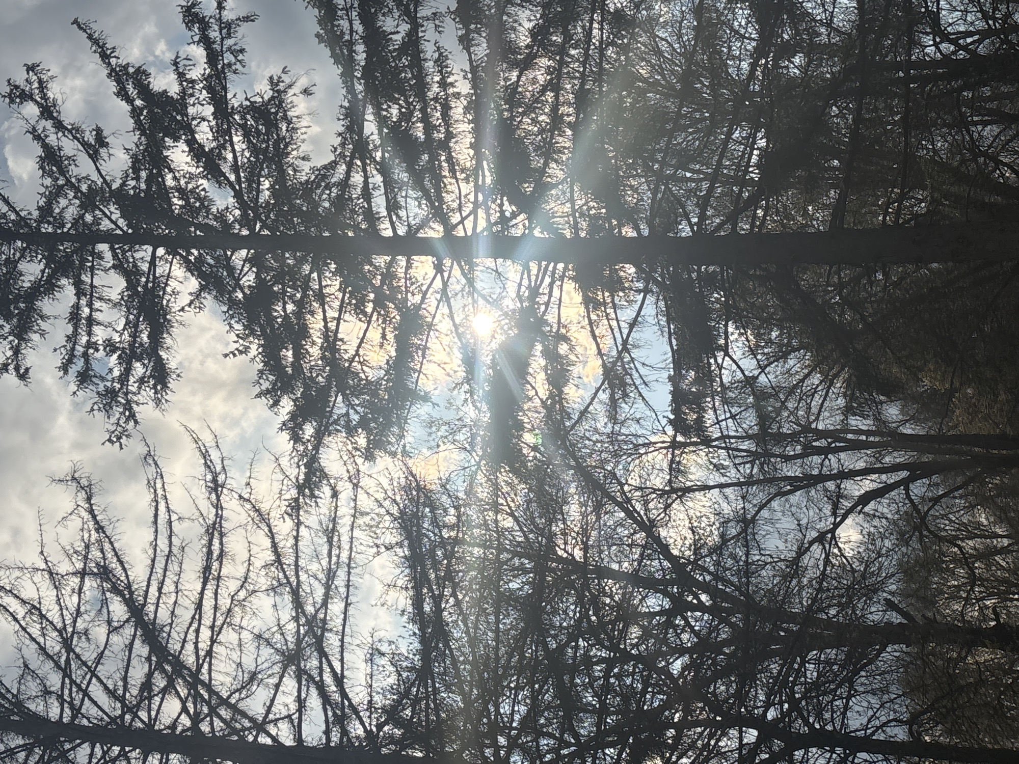 The image presents a view upwards through a dense network of bare tree branches, likely in a forest. The silhouettes of the branches are dark against the bright sky, which is partly obscured by clouds. The sun is visible, causing lens flare, positioned in the center of the frame. The location is assumed to be Lehchevo, Bulgaria. There are no people or other identifiable objects in the scene. The focus is solely on the natural environment.