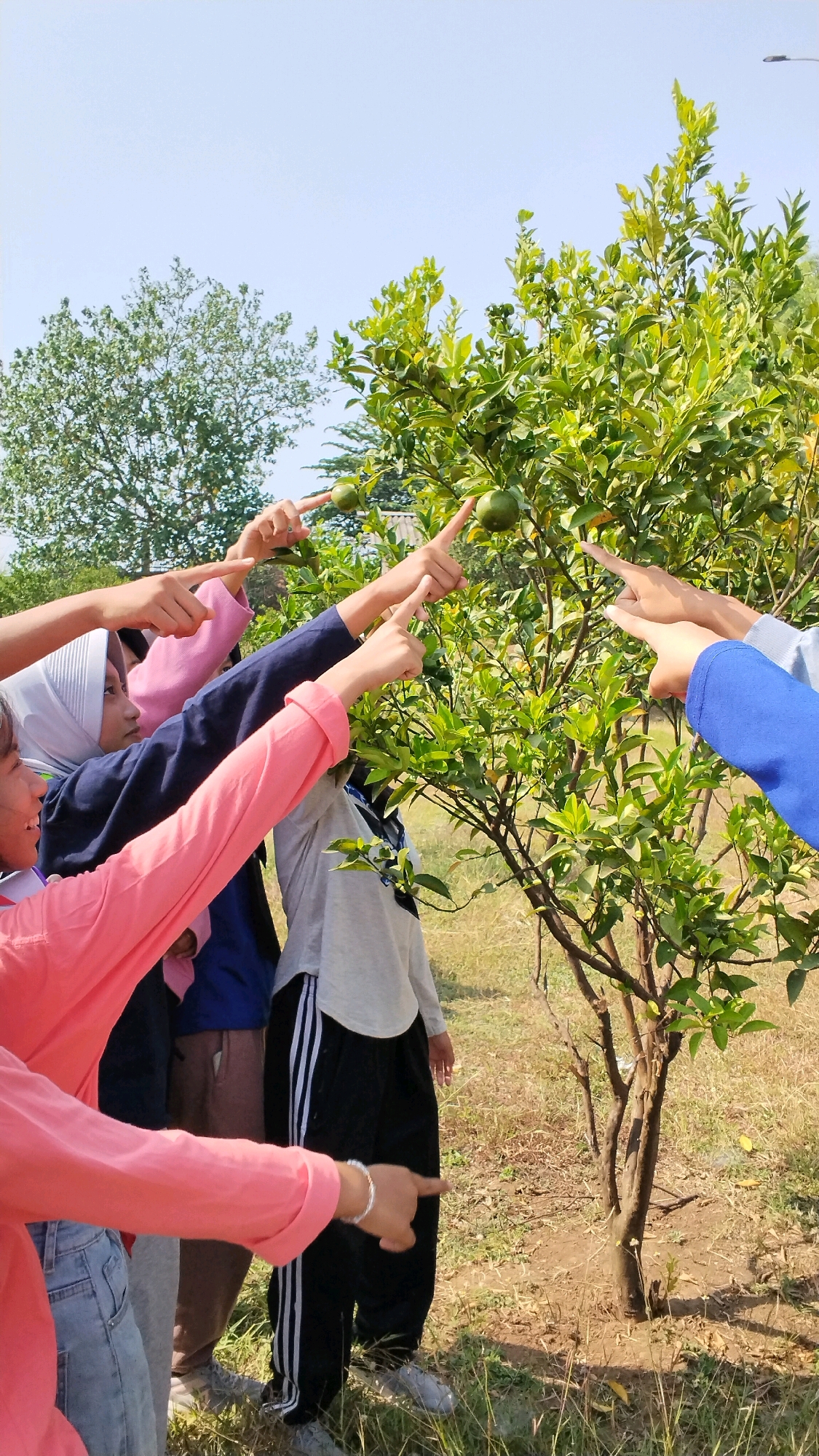 In Mojokerto, Indonesia, a group of young people is gathered around a small citrus tree under a clear sky. The tree bears a few green fruits. Multiple individuals, identifiable by their hands and arms, are pointing towards the fruits, suggesting an engagement with the tree or its produce. The surrounding environment appears to be an outdoor, natural setting with dry grass and another tree in the background. The individuals are dressed in casual attire, including a headscarf worn by one person. The scene conveys an activity of observation or collection, with a focus on the fruit-bearing tree.