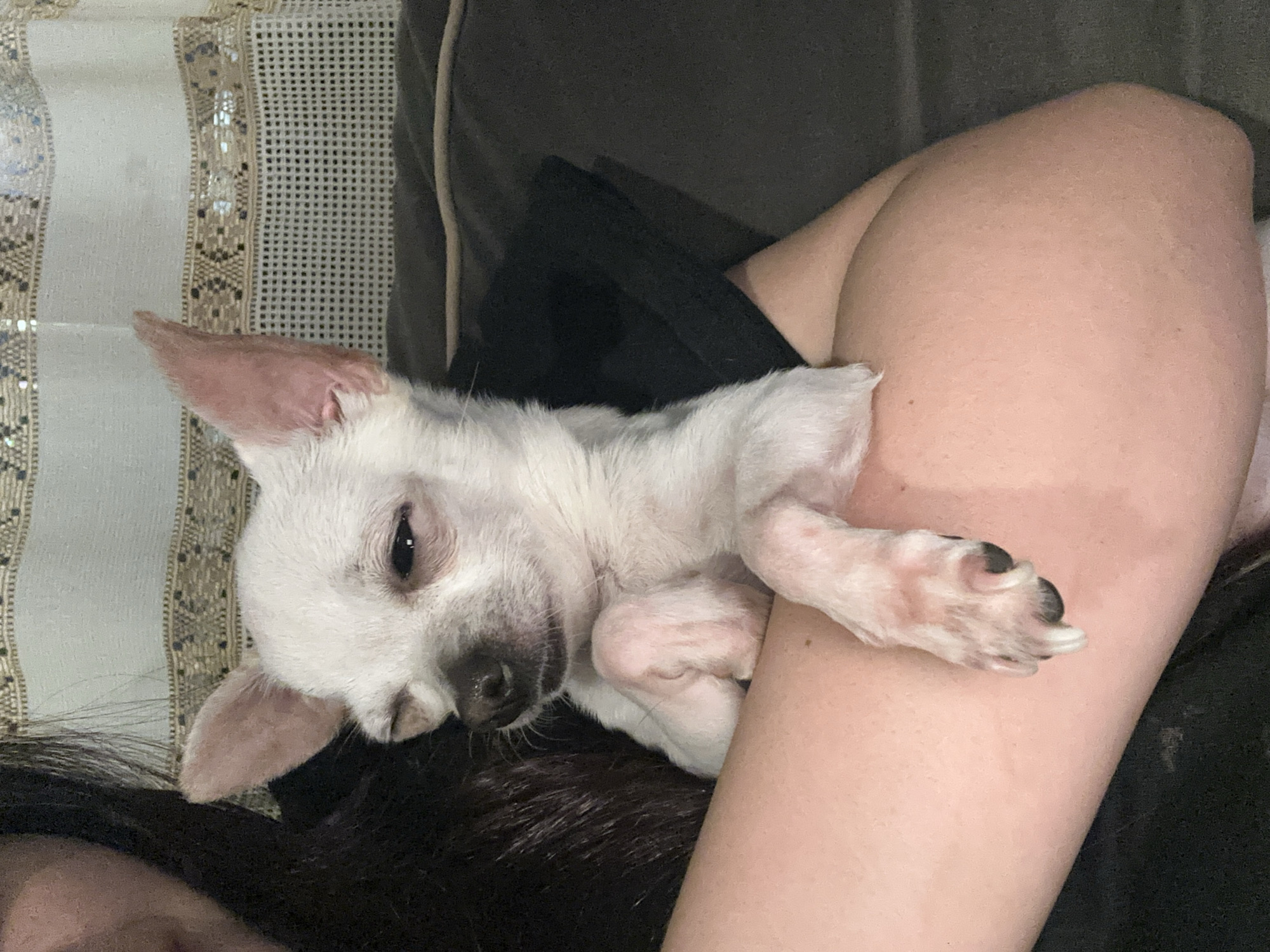 A small, white Chihuahua is nestled against a person's leg, which is positioned on what appears to be a couch or upholstered surface. The dog has short, white fur and black nails. The person has dark hair and pale skin. A decorative pillow or cushion is visible in the background. The location is undetermined, and there is no verifiable information to place the scene in Chubra, Bulgaria.