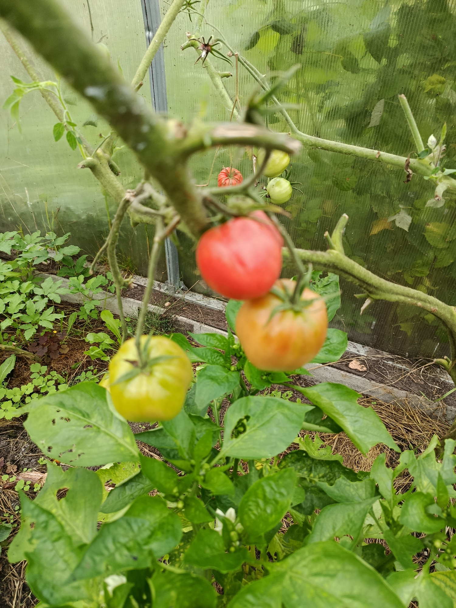 In a greenhouse, likely in Verelya, Russia, a tomato plant is the primary subject. Several tomatoes are visible on the vine. One is ripe and red, another is partially red and green, and two are green. The plant's thick, green stem curves across the frame. The background consists of the greenhouse's translucent walls, revealing more green foliage from other plants within the structure. The ground is covered with soil and straw. A pepper plant with broad green leaves and white flowers is growing in the foreground, obscuring the lower part of the tomato plant.