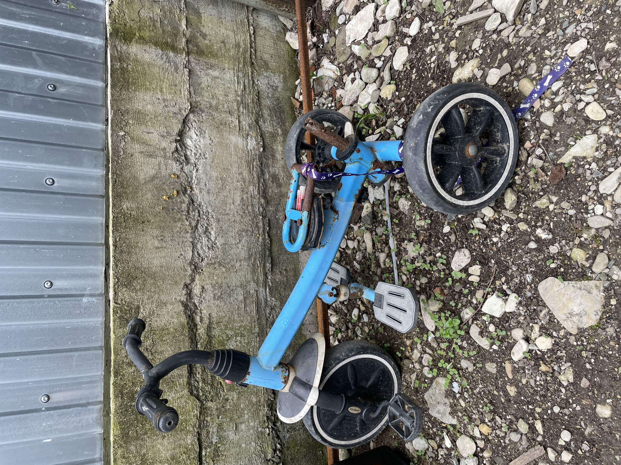 The image shows a blue child's tricycle lying on its side on a surface of rocks, dirt, and scattered vegetation. The tricycle appears weathered and somewhat rusted. A purple dog leash is tangled around the front portion of the tricycle. To the left of the tricycle are two surfaces: a grey corrugated metal panel and a concrete wall. The image appears to be taken outdoors. There is no information in the image to suggest that it is located in Olginka, Russia.