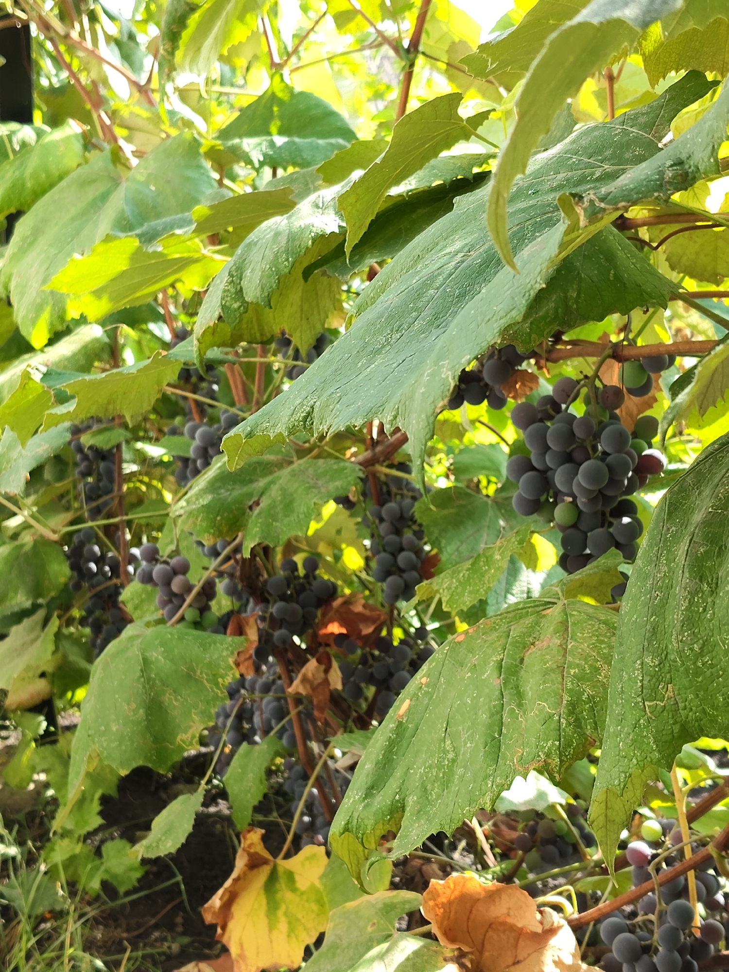 A close-up, low-angle shot captures a cluster of ripe, dark purple grapes hanging from a vine amidst lush green leaves. Sunlight filters through the foliage, illuminating the scene with a warm glow. The grapes are clustered together, some appearing fully ripe, while others are still green. The vine branches and leaves are detailed, with some leaves showing signs of age, such as browning edges. The background is a blur of green and brown, suggesting an outdoor vineyard setting in Mîndîc, Moldova. No people are visible in the image. The overall impression is one of natural abundance and the rich colors of a vineyard in late summer or early autumn.