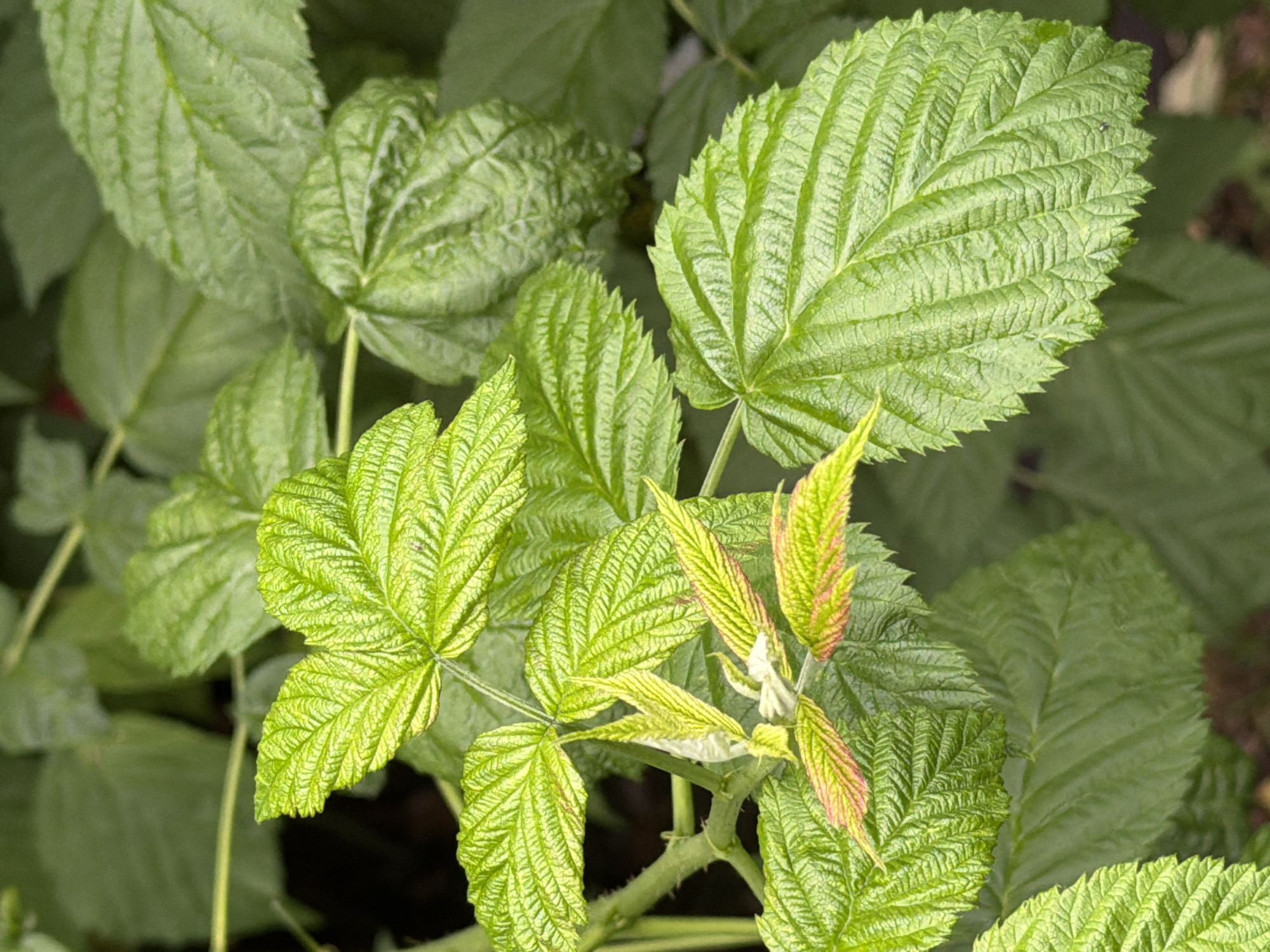 The image is a close-up, eye-level shot of several vibrant green raspberry leaves. The leaves are intricately veined and have serrated edges. The lighting highlights the textured surfaces of the foliage. In the center of the frame, a cluster of newer leaves exhibits a lighter green hue with hints of pink and red along their edges, suggesting new growth or a reaction to environmental factors. The background consists of more blurred green foliage, indicating the leaves are part of a dense plant or bush. There are no people or animals visible in the image. The setting is a natural outdoor environment, consistent with a garden or wild growth, potentially in the area of Zimyonki (Zimenki, Zimenka), Russia, based on the prompt.