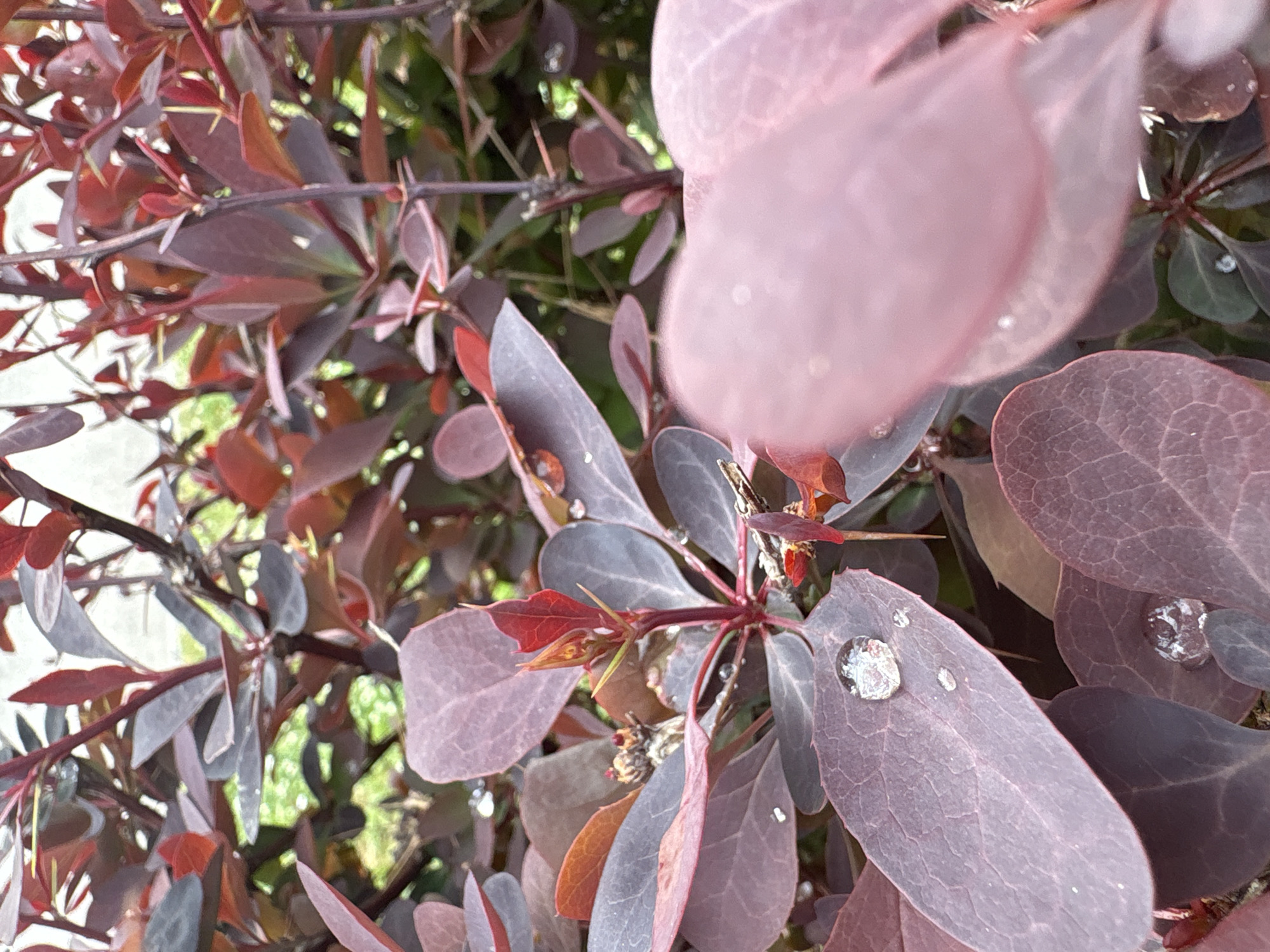 This close-up outdoor photograph features the vibrant foliage of a shrub, likely a Barberry (Berberis species), with numerous water droplets adorning its leaves. The plant's leaves display a rich palette of dark red, purple, and burgundy hues, with brighter red evident on younger leaves and hints of green in the blurred background. Several branches also exhibit small, sharp thorns.
The depth of field is shallow, effectively isolating the detailed leaves and branches in the foreground and midground from the softly blurred background, which consists of indistinct green foliage and lighter, possibly distant, elements. Prominent, clear water droplets are visible on various leaves, indicating recent rain or morning dew. One particularly large and reflective droplet is clearly seen on a leaf in the lower-right foreground, capturing and reflecting ambient light.
The image captures a static, natural scene during daytime, suggesting a period following precipitation or a dewy morning. There are no people, explicit activities, or visible text. The provided context indicates the location is Bar, Montenegro.