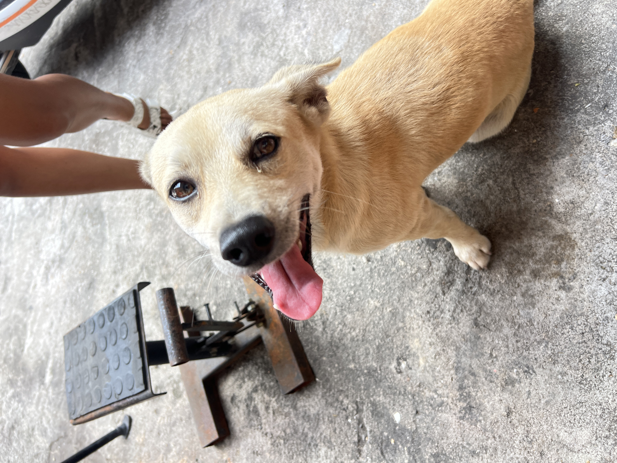 A tan-colored dog with its tongue out sits on a concrete surface in Denpasar, Indonesia. The dog's head is tilted to the side, and its eyes are looking up towards the camera. In the background, a person's legs are visible, wearing white sandals. To the left of the dog is a rusty metal stand with a textured surface. The environment appears to be an outdoor, possibly urban setting, given the concrete and the presence of a stand that could be associated with a workshop or market.