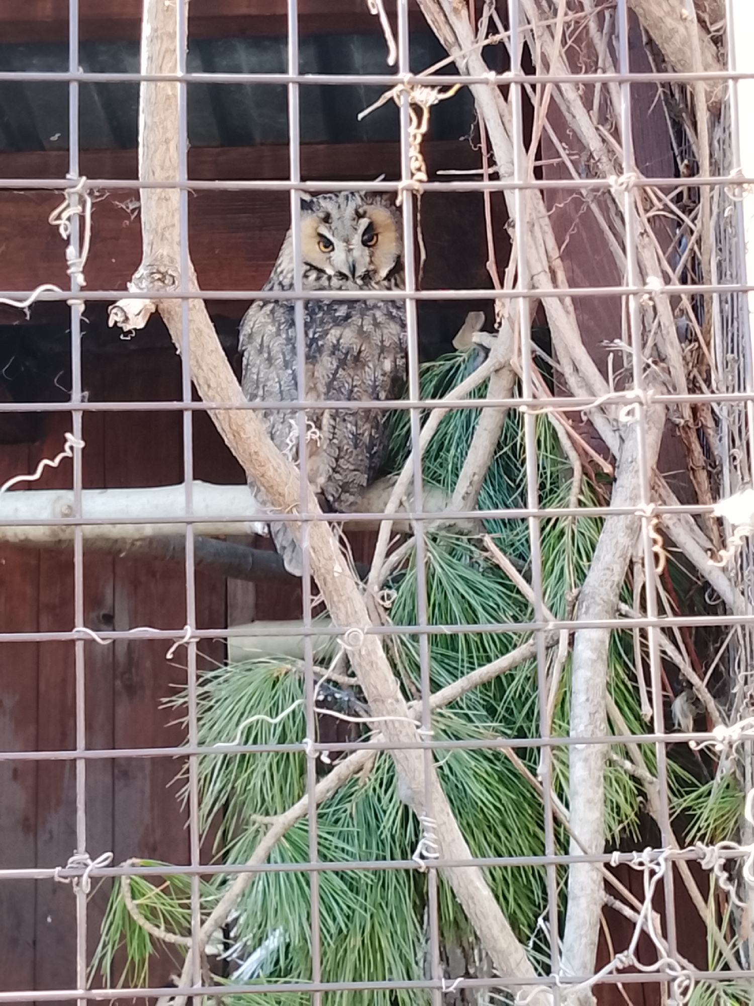 An owl sits on a branch inside a wire cage at the Izhevsk Zoo in Russia. The owl is positioned in the center of the frame, looking directly at the camera. It is brown and grey with prominent ear tufts and yellow eyes. There are branches and foliage both around and below the owl. The background is a dark wooden structure. The wire cage is in the foreground, creating a grid-like pattern that partially obscures the scene.