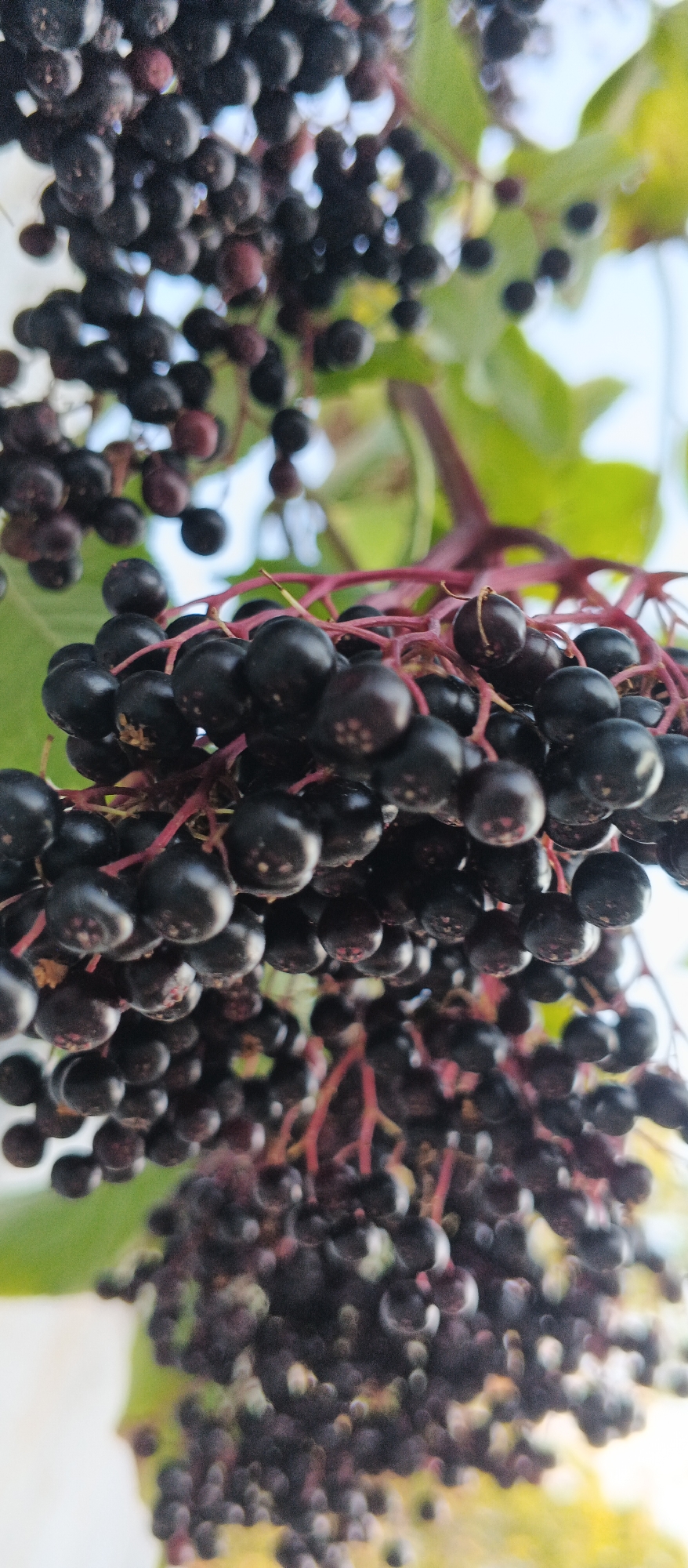 The image shows a close-up, low-angle view of a cluster of ripe elderberries hanging from a branch. The berries are dark purple to black, round, and appear to be clustered tightly together on thin, reddish stems. Some of the berries show subtle reflections and highlights, suggesting a slightly glossy surface. In the background, blurred green leaves and glimpses of a light blue sky are visible, indicating an outdoor setting. The overall impression is of a natural, botanical subject. There are no people or man-made structures visible in the image. The image is devoid of any context that would allow for its localization in Berehove, Ukraine, or any other specific location.