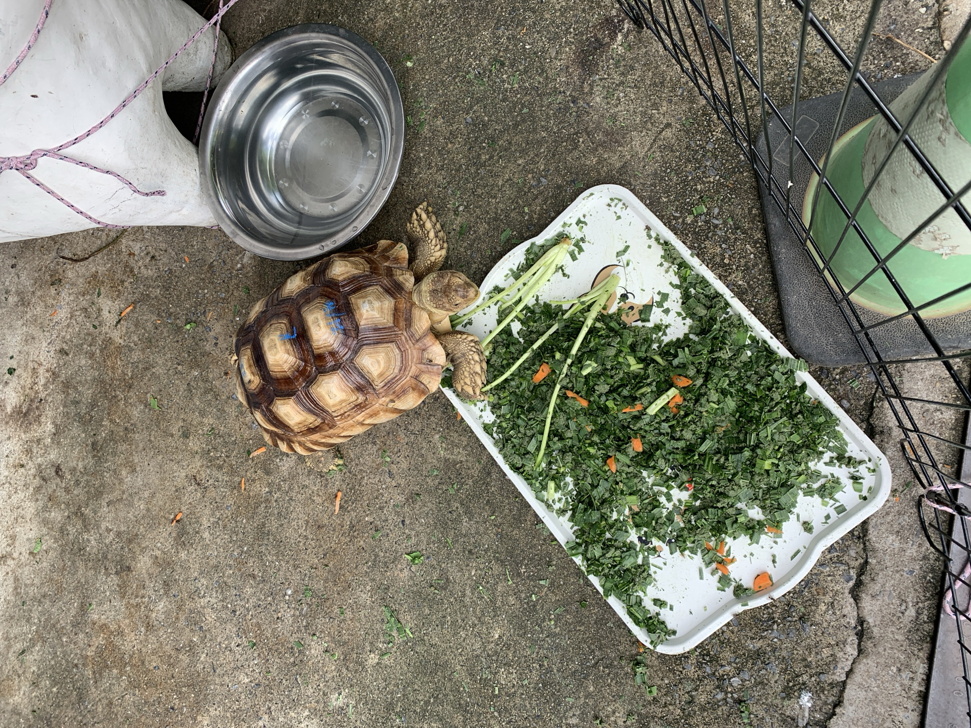 A close-up, overhead shot shows a sulcata tortoise standing on a concrete ground. The tortoise has a brown and tan shell with blue markings. To the right of the tortoise is a metal bowl. In front of the tortoise is a white plastic tray filled with chopped green vegetables and pieces of carrot. The concrete ground is scattered with small pieces of green vegetation and carrot. In the background, a portion of a white object is visible, tied with pink rope. A black metal fence is also visible in the lower right portion of the image. The image was taken in the city of Ban Bang Rak, Thailand.