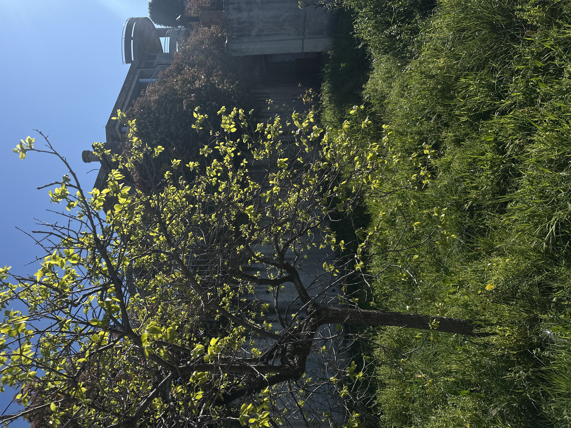 A medium shot of a tree with pale green leaves in Šušanj, Montenegro. The tree is in the foreground with a concrete building covered in vegetation in the background. Tall grass is on the right side of the frame. The sky is light blue.