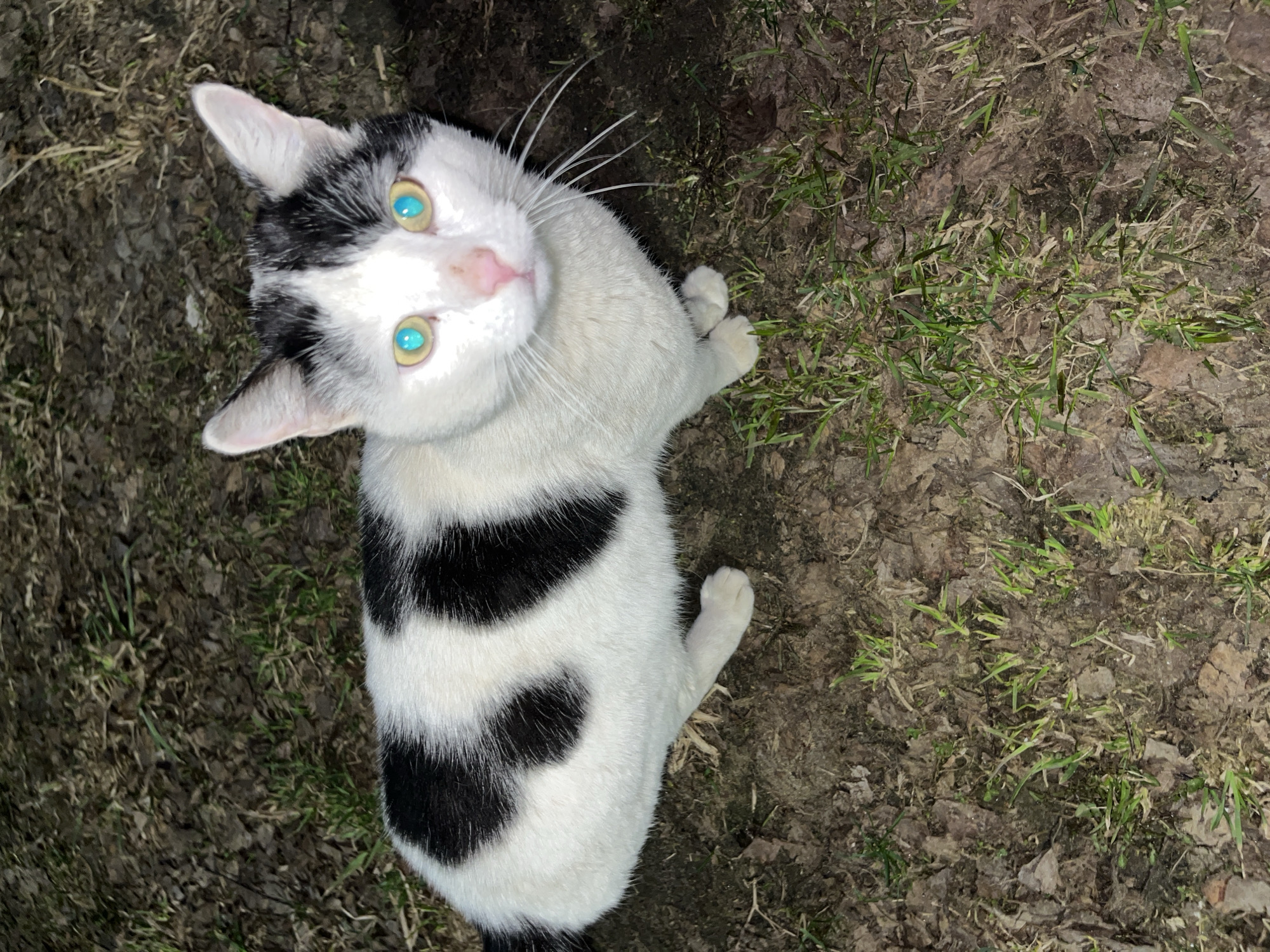A white cat with black spots is lying on the ground covered with dirt and sparse grass. The cat's eyes are bright blue. The location is most likely in or around the city of Razdolye, Russia.