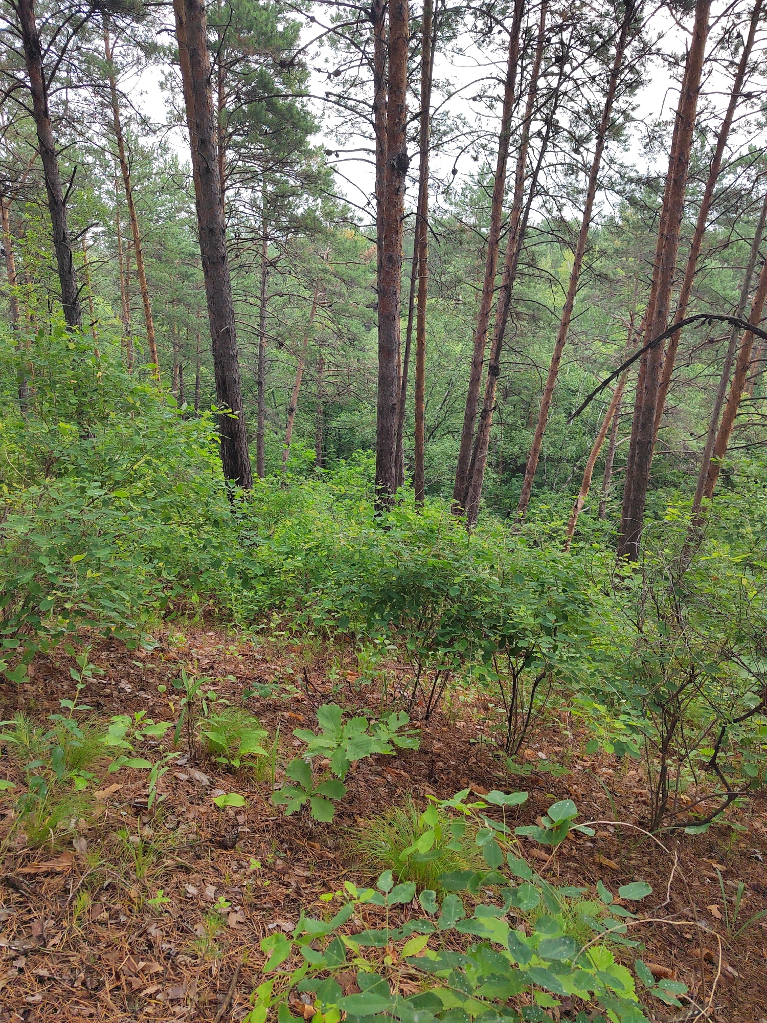 The image depicts a dense pine forest floor covered in fallen pine needles, dried leaves, and small green plants. Several young oak saplings with distinctive lobed leaves are visible, along with various types of grasses and other low-lying vegetation. In the background, tall, slender pine trees dominate the scene, with their trunks varying in color from light brown to reddish-brown. The canopy overhead is thick with pine needles, obscuring a clear view of the sky, which appears overcast. The overall impression is of a wild, natural forest environment, likely located in the Mukhinka region of Russia, given the characteristic flora. There are no people or man-made structures visible in the image.
