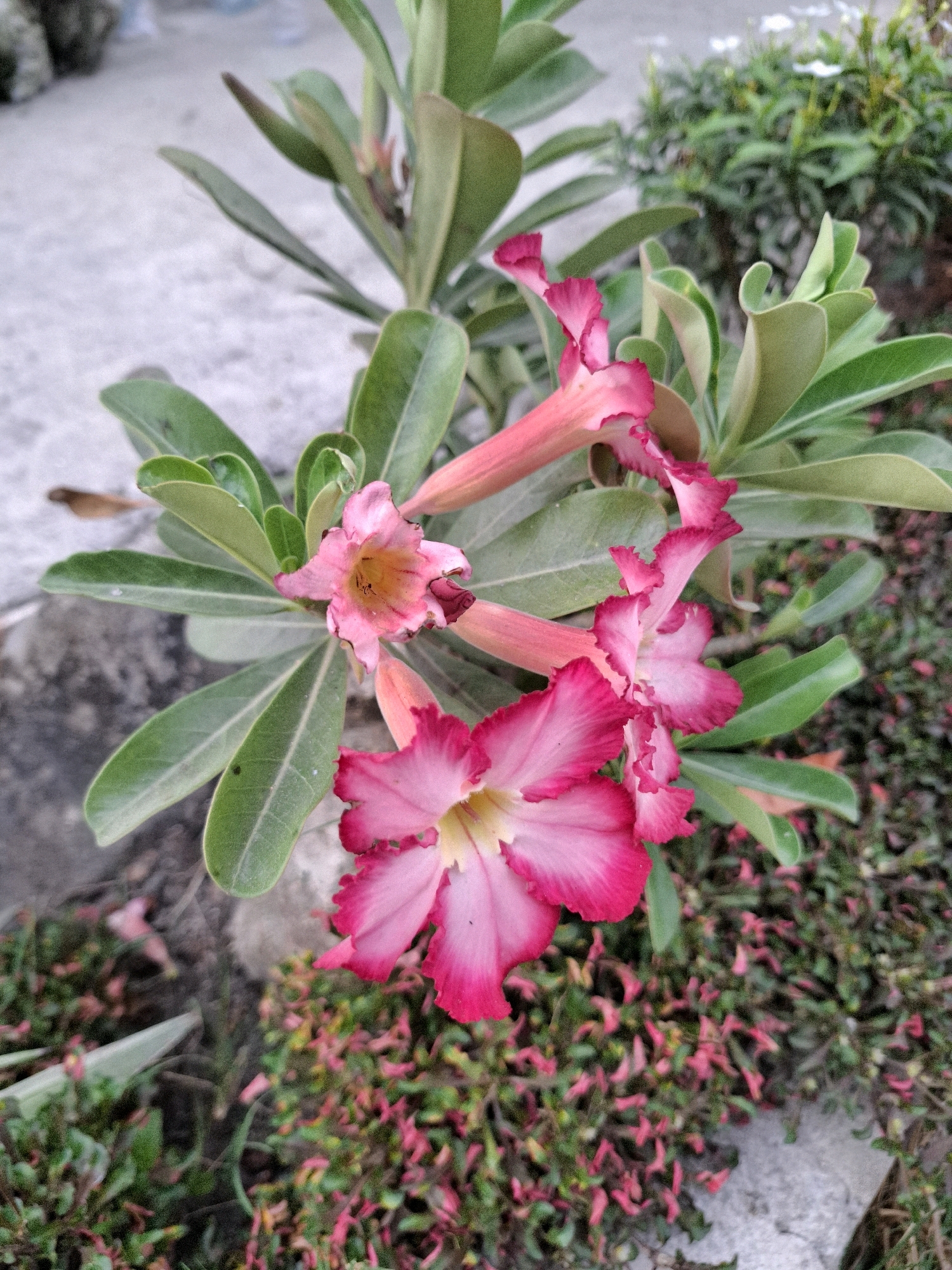 In Sembung, Indonesia, a cluster of pink Adenium flowers, also known as Desert Roses, are in full bloom. The flowers, with their distinctive trumpet-like shape and ruffled petals, exhibit a gradient of color from deep fuchsia at the edges to a lighter pink and yellow at the center. They are attached to thick, green, succulent-like leaves that are arranged in a spiral pattern around woody stems. The flowers and foliage are set against a backdrop of a textured, light gray surface, possibly a pathway or concrete ground, with patches of green ground cover and small, reddish-pink plants. In the distance, other green foliage is visible, suggesting a garden or natural outdoor setting. The lighting appears to be natural daylight, casting soft shadows and highlighting the vibrant colors of the flowers. There are no people or animals visible in the frame.