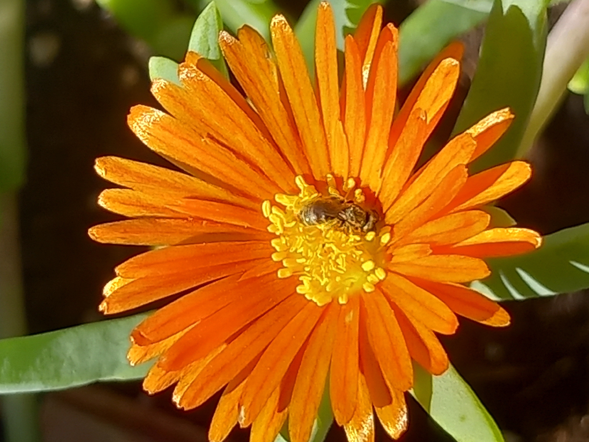 A close-up, vertical, outdoor photograph depicts an orange flower with a bee in its center. The flower has many thin, pointed petals radiating outwards. The bee, positioned on the yellow stamen, is small and appears to be foraging. Green leaves are visible in the background. The image was captured in Άγιος Νεκτάριος, Greece.
