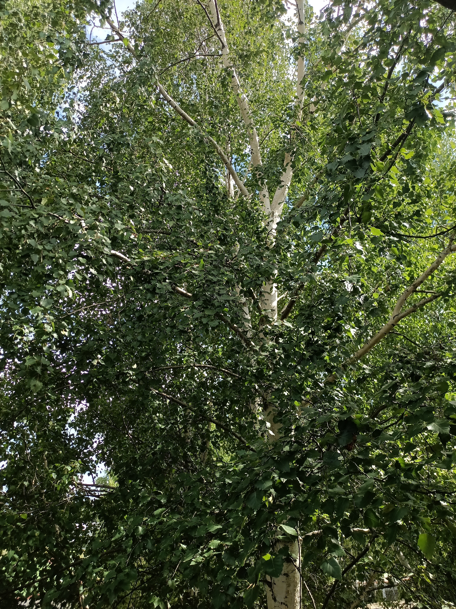 The image captures a view looking upwards into the dense foliage of a birch tree. The distinctive white bark of the tree is visible in several places, interspersed with numerous green leaves that create a lush canopy. Sunlight filters through the leaves, creating highlights and shadows. The sky is partially visible through the gaps in the leaves, appearing as a bright, possibly blue, expanse. The lower portion of the image shows a hint of a fence or structure, suggesting an outdoor setting in a populated area. The scene is consistent with a park or residential area in the city of Nyagan, Russia, during a temperate season.