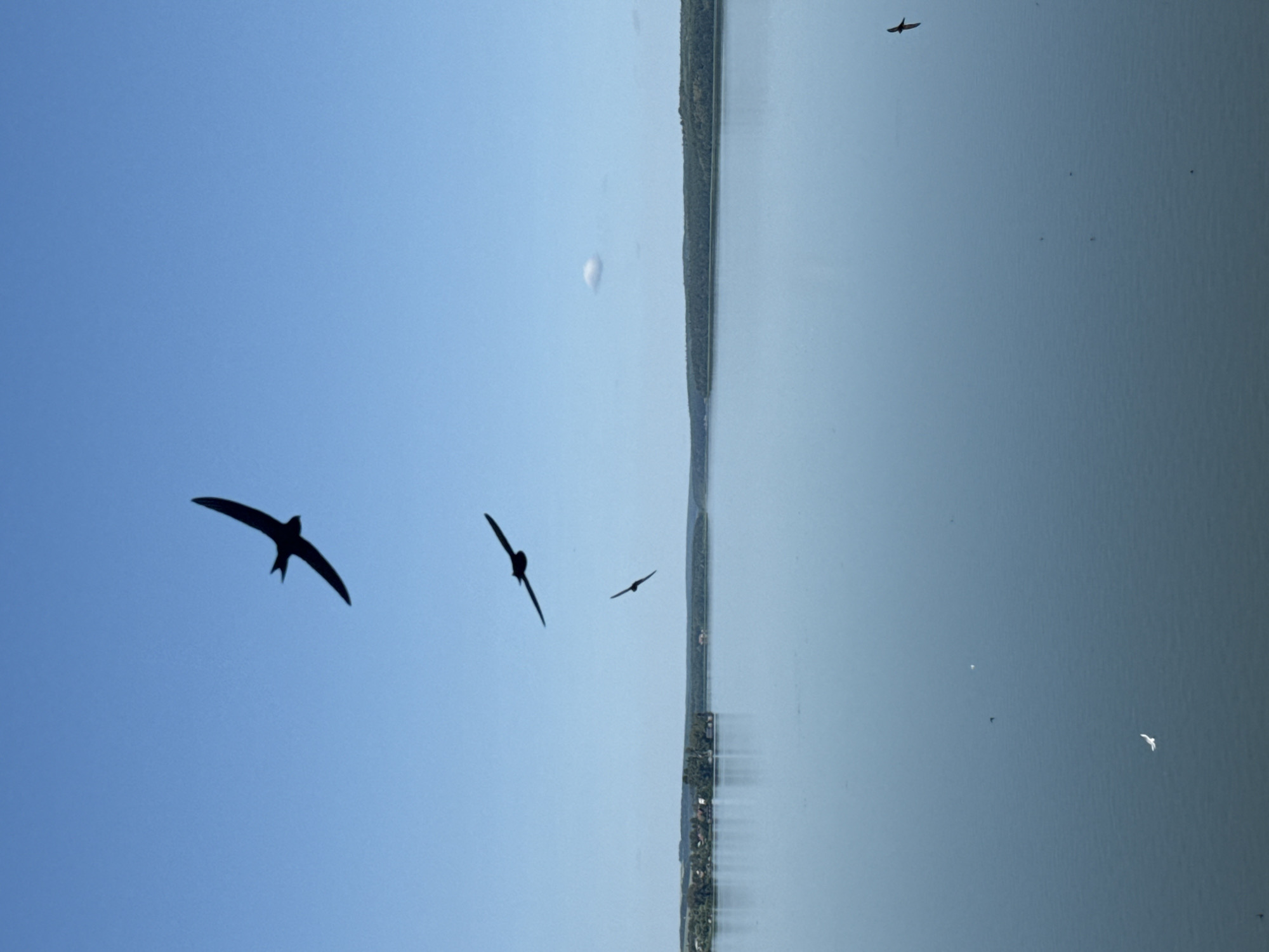 The image captures a serene natural landscape with a vast body of water reflecting a clear blue sky. Silhouetted against the sky are several birds in flight, with one prominent bird in the upper center of the frame, its wings outstretched in a dynamic pose. Two other birds are visible further down in the frame, one slightly to the left of the center and another smaller one to the right. The water's surface is calm, with a faint ripple visible. In the distance, a lush green shoreline with trees and some scattered buildings suggests a populated area, possibly a town or village. The overall impression is one of tranquility and the beauty of nature. This scene likely depicts a view of the Votkinsk Reservoir in Votkinsk, Russia, a prominent geographical feature of the city.