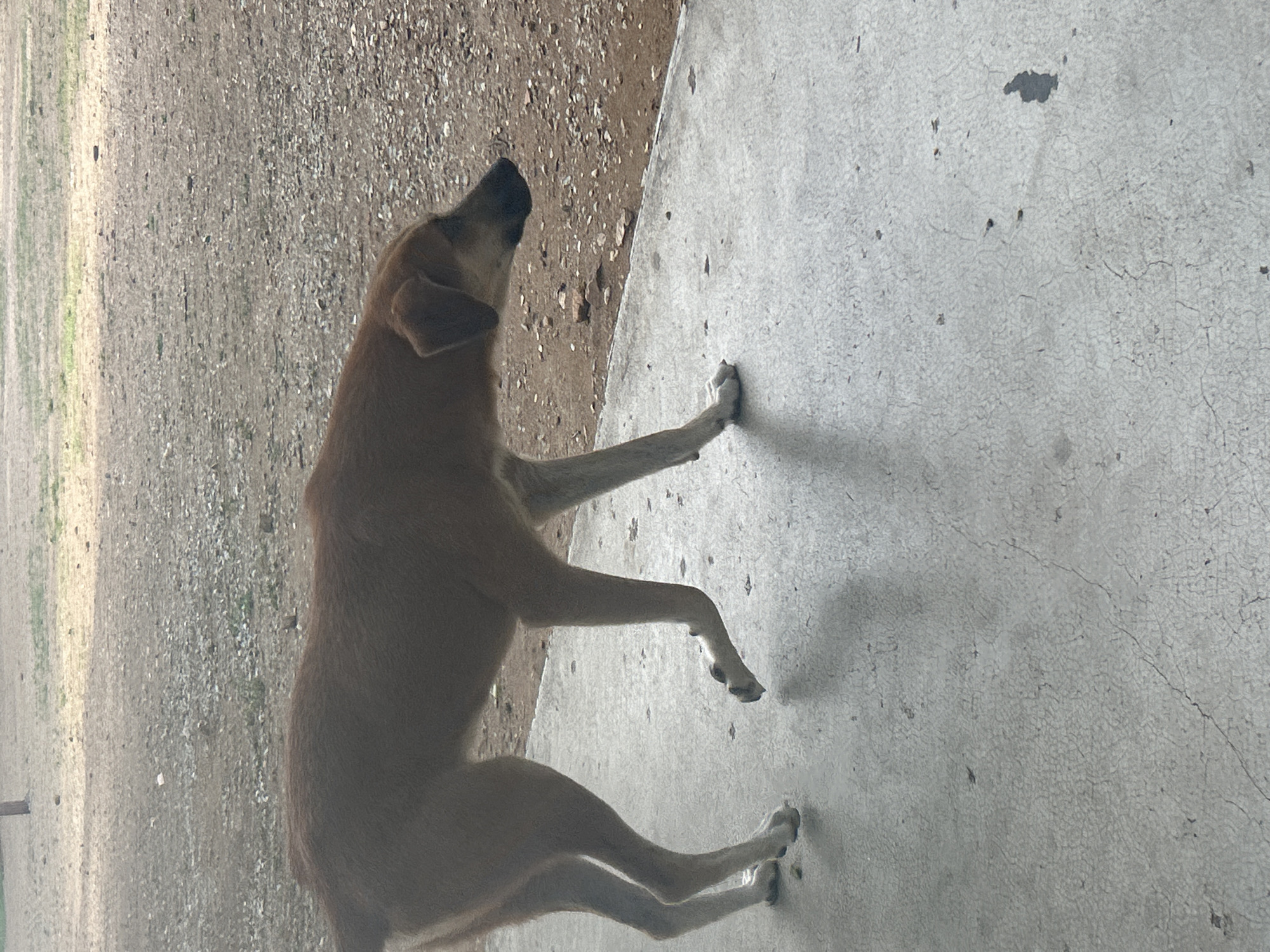 A brown dog walks on a concrete surface in Santa Ana, Venezuela. The dog is medium-sized with a lean build and is facing to the right. Its fur is a uniform light brown. The background consists of a dirt and gravel area with some sparse vegetation. The concrete surface shows some texture and discoloration. The lighting suggests it is daytime.