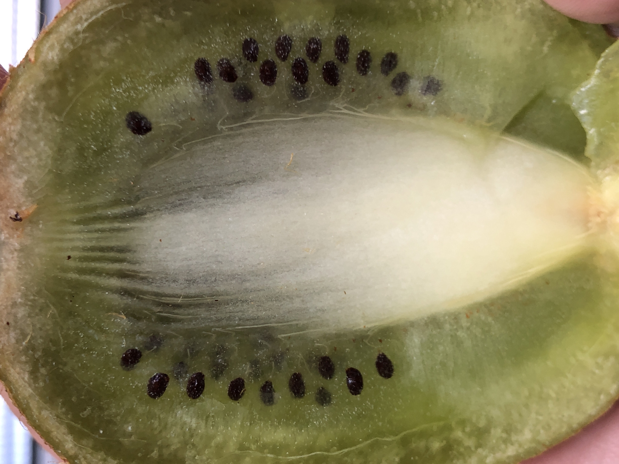 A close-up, macro shot captures the cross-section of a kiwi fruit, cut lengthwise. The primary subject is the internal structure of the fruit, showcasing its vibrant colors and textures.
The kiwi's flesh is a bright, translucent green, occupying the majority of the visible area. Embedded within the green flesh are numerous small, dark black seeds, arranged in two distinct, curved rows that mirror the elliptical shape of the fruit. These seeds appear glossy and somewhat shiny.
In the center of the fruit is a creamy white, somewhat opaque core, which tapers towards both ends. Fine, thread-like structures, possibly vascular bundles, are visible extending from the core into the green flesh. The texture of the green flesh appears slightly granular or fibrous, particularly closer to the core and the outer rind.
Along the edges of the fruit, a hint of the fuzzy, light brown or reddish-brown skin/rind is visible, particularly on the left side and subtly on the top and bottom edges. The lighting is bright and even, highlighting the details and natural colors of the fruit. There is no visible activity other than the static state of the cut fruit, and no discernible text. The various cropped images further emphasize these details, providing closer views of the seeds, the green flesh, and the central core.