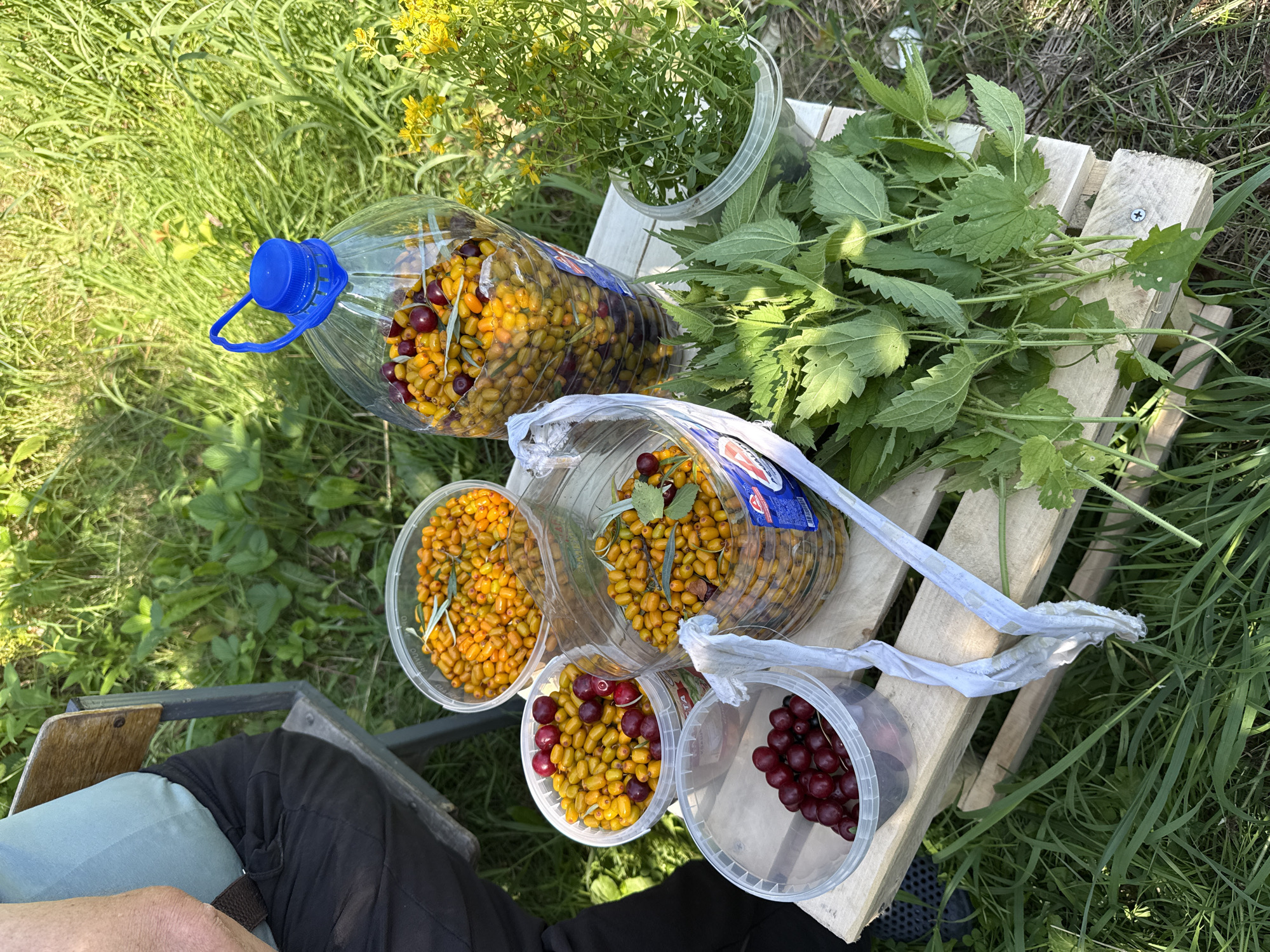 A high-angle medium shot captures an outdoor scene where a person, partially visible on the left, sits on a wooden chair. Their legs are crossed, clad in dark trousers and a brown belt. In front of the chair, a collection of transparent plastic containers filled with bright orange sea buckthorn berries and dark red cherries is arranged on a light-colored wooden crate.
The containers include a large, clear plastic bottle with a blue cap, holding a significant amount of the berries, and three smaller round containers, two filled with berries and one with cherries. There are also a few green branches of what appear to be nettle leaves. The background is a lush green expanse of grass and some yellow wildflowers, suggesting a natural, possibly rural or park-like setting. The lighting indicates it is daytime, with sunlight casting shadows.