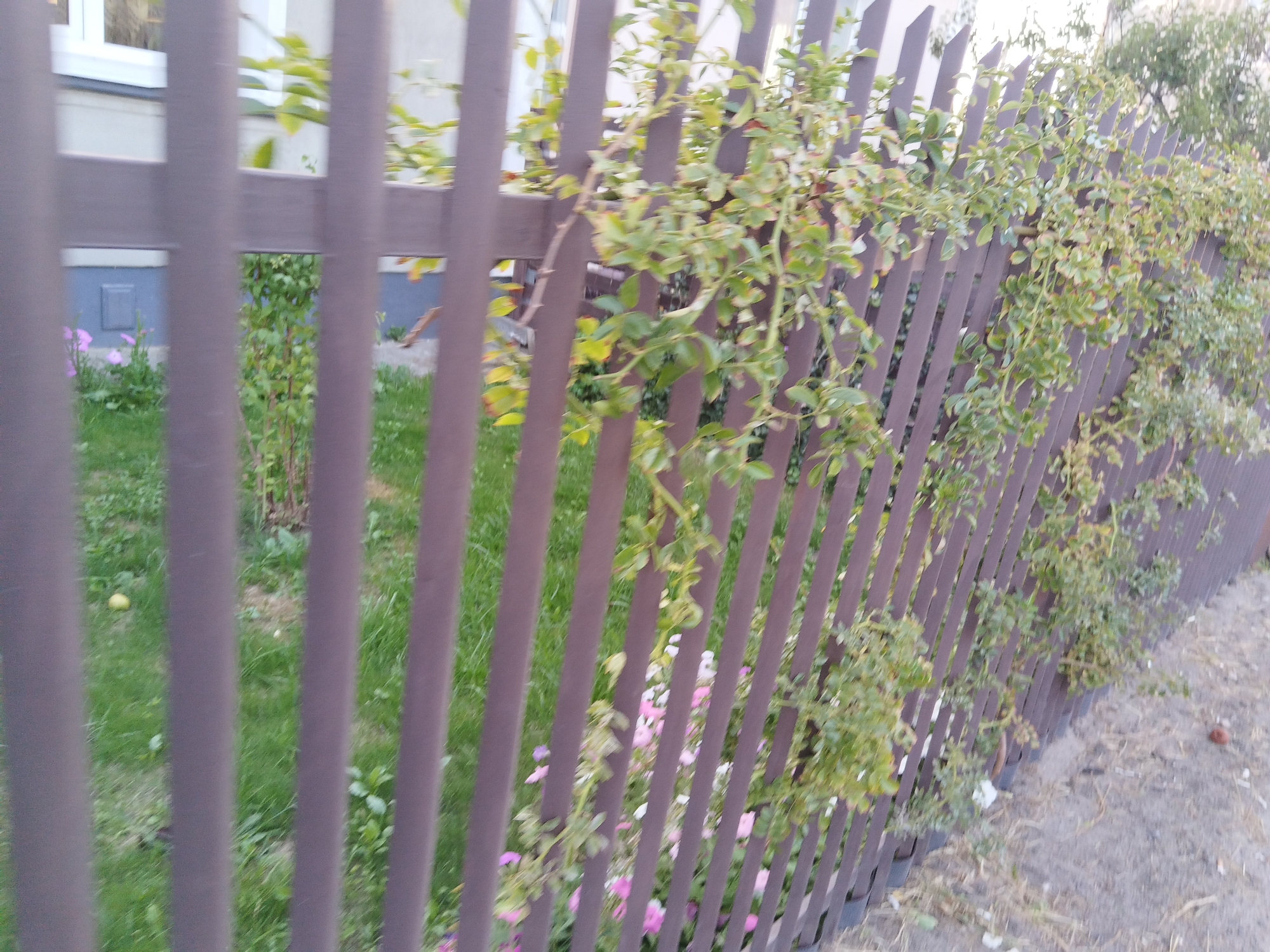 A chain-link fence with brown vertical slats separates a residential building from a grassy yard. Climbing plants with green leaves and some pink and white flowers are growing on the fence. The building, which appears to be a house or apartment, has white-framed windows and a beige facade. The yard is covered in green grass with a few small yellow fruits scattered on the ground. To the right of the fence, there is a dirt path. The scene appears to be in a residential area of Brest, Belarus.