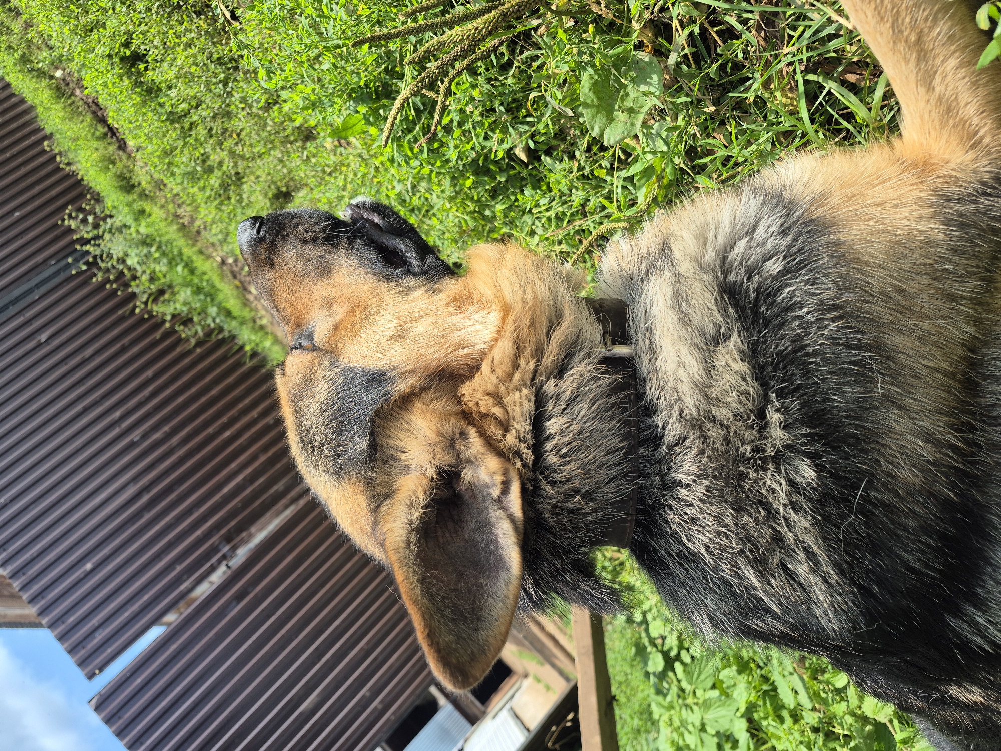A German Shepherd dog is lying on its side on a patch of green grass. The dog's fur is a mix of brown, black, and tan. Its head is turned to the right, with its eyes closed and its mouth slightly open. In the background, there is a brown corrugated metal fence and some green vegetation. The lighting suggests it is daytime, with sunlight casting shadows. There is no indication of the city of Karsha, Russia, or any specific urban environment; the scene appears to be rural or suburban.