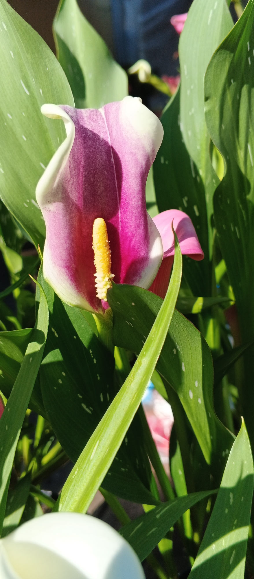 A close-up, vertical, eye-level outdoor photograph captures a calla lily with magenta and white petals, and a bright yellow spadix. The flower is surrounded by lush green leaves, some of which are marked with small white spots. Sunlight casts shadows across the leaves, creating a dappled effect. In the background, out of focus, other flowers in shades of pink and white are visible. The overall scene suggests a garden setting within the city of Smila, Ukraine, bathed in natural light. There are no people or animals visible in the frame.