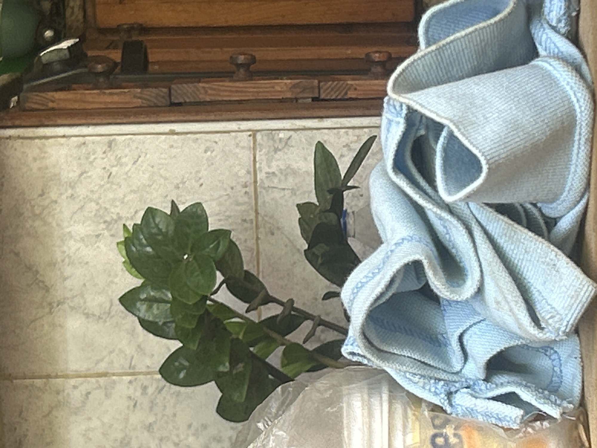 The image depicts a close-up view of a ZZ plant in a pot, partially obscured by a pile of blue microfiber cloths. The plant, with its glossy green leaves, is positioned in front of a tiled wall. To the right, a wooden cabinet with visible hinges and knobs is present. In the foreground, the blue cloths are rumpled and folded, with one cloth forming a U-shape. The overall setting appears to be an indoor environment, possibly a home or a storage area. The location is identified as Santa Ana, Venezuela, though no specific details within the image confirm this location.