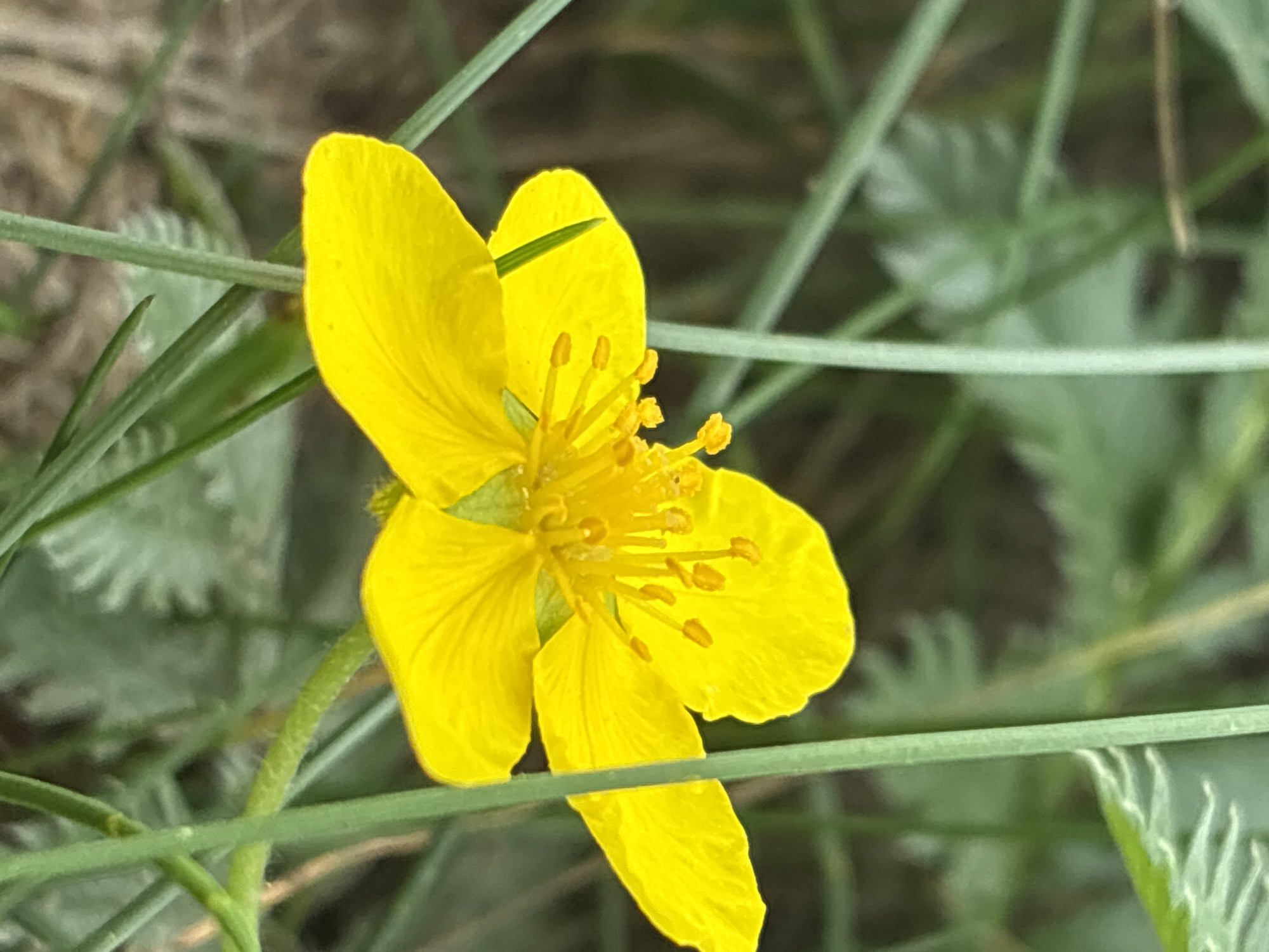 This is a close-up, high-angle, vertical shot of a bright yellow flower with five petals and a prominent stamen cluster in the center. The flower is surrounded by blurred green foliage and thin, vertical green stems, suggesting it is in a natural outdoor setting. The focus is sharp on the flower, while the background is softly out of focus. The lighting appears natural, highlighting the vibrancy of the yellow petals. The image does not contain any people or specific identifiable landmarks that would indicate a precise location within Haapsalu, Estonia. The environment is consistent with a garden, meadow, or park setting.