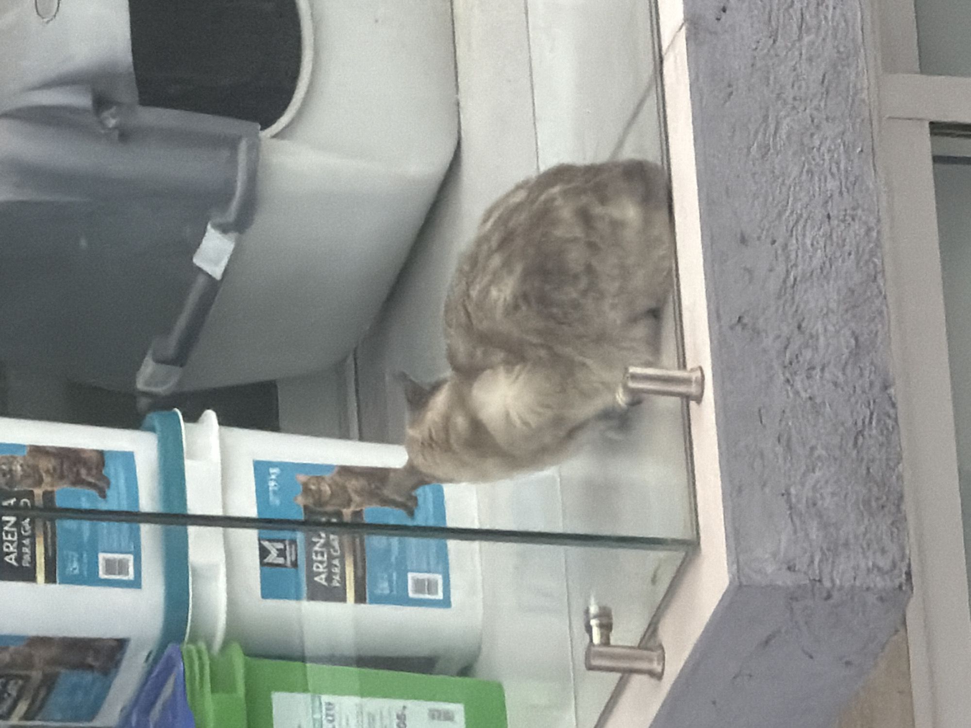The image shows the interior of a pet store in San Andrés Cholula, Mexico. A beige and brown cat is resting on a glass shelf. Below the shelf are containers of cat litter. A grey litter box is partially visible at the top of the frame. The wall is painted grey. The glass shelf is held by metal supports.