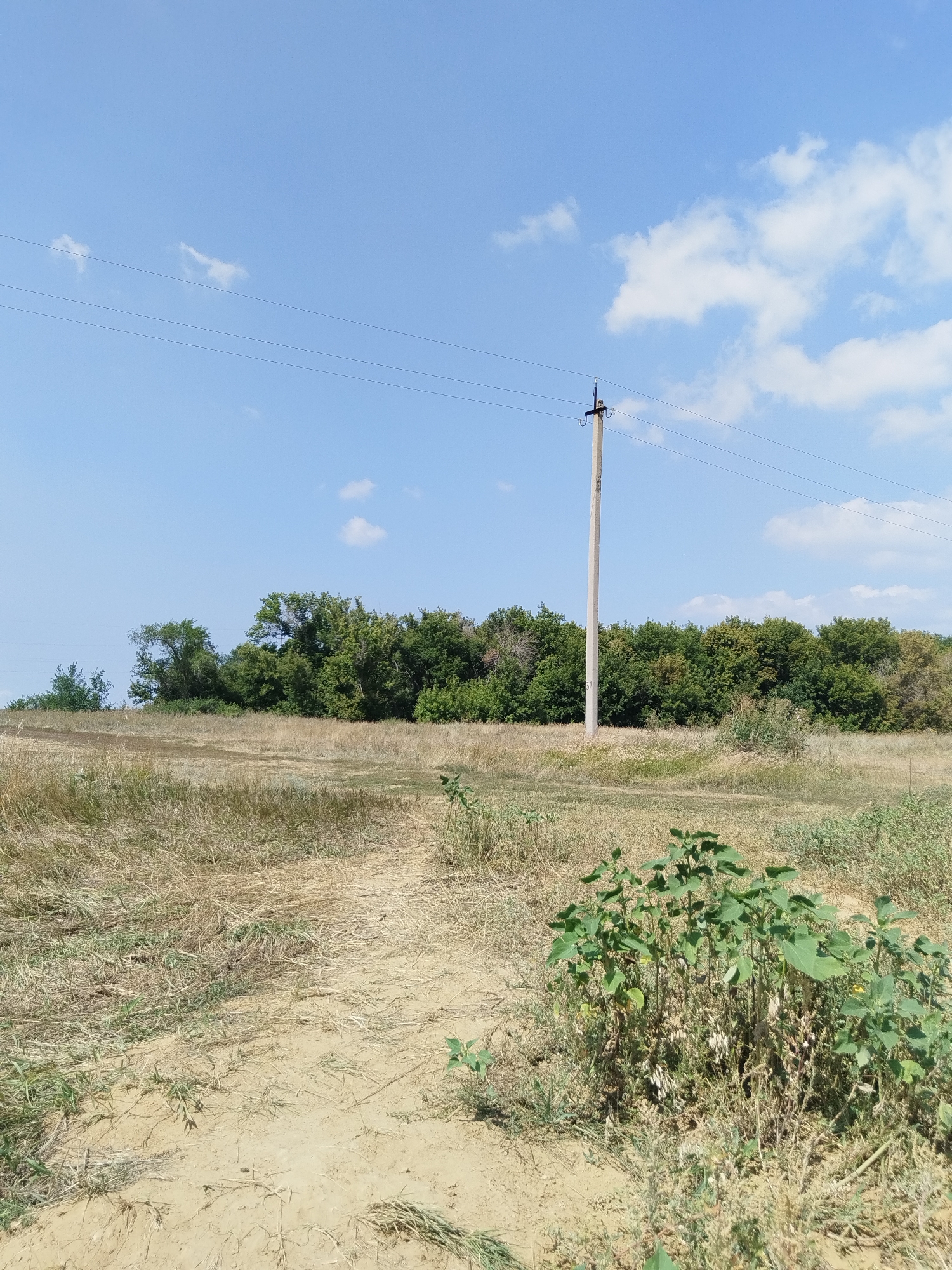 A vertical, eye-level, full shot shows a dirt path leading through a dry, grassy field towards a dense line of trees under a bright blue sky with scattered white clouds. The path is visible in the lower half of the image, curving slightly to the right. To the left of the path, the dry grass is sparse and flattened, while to the right, it is thicker and more upright. A cluster of green leafy plants is in the lower right corner. A tall, slender concrete utility pole stands prominently in the middle ground to the right of the path. Three thin black wires extend horizontally across the frame from the pole, disappearing into the distance. Behind the utility pole and the field, a thick, dark green treeline stretches across the horizon. The lighting suggests it is daytime, likely midday, with the sun high in the sky. There are no people or animals visible in the image.