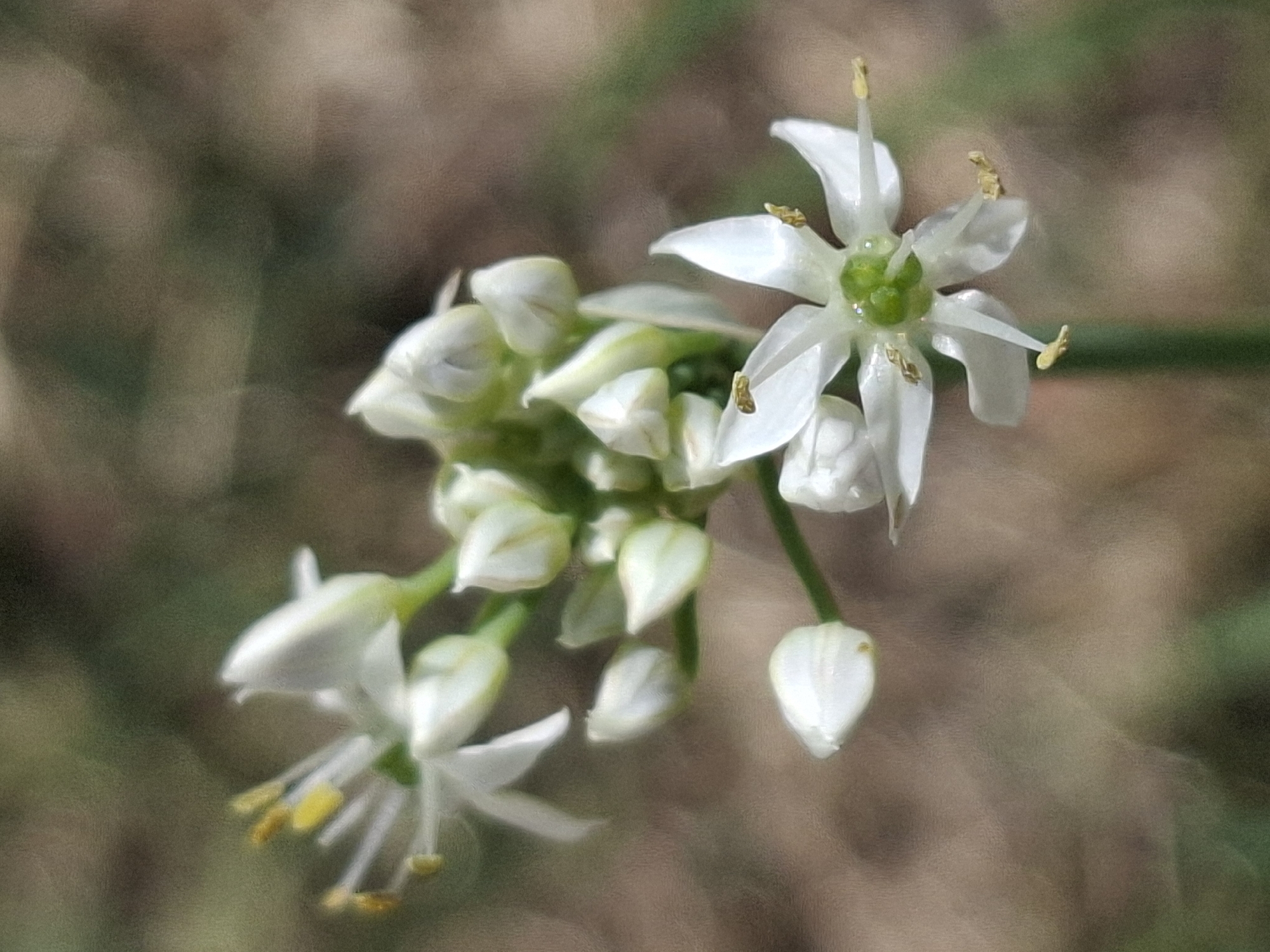 The image is a close-up, macro photograph of a cluster of small, white flowers with yellow stamens. The flowers are delicate and star-shaped, with some still in bud form. They are growing on thin green stems. The background is softly blurred, with muted tones of brown and green, suggesting a natural outdoor setting, possibly a park or garden. There are no people, animals, or man-made structures visible in the image. The image does not provide any information or context related to the city of Almaty, Kazakhstan.